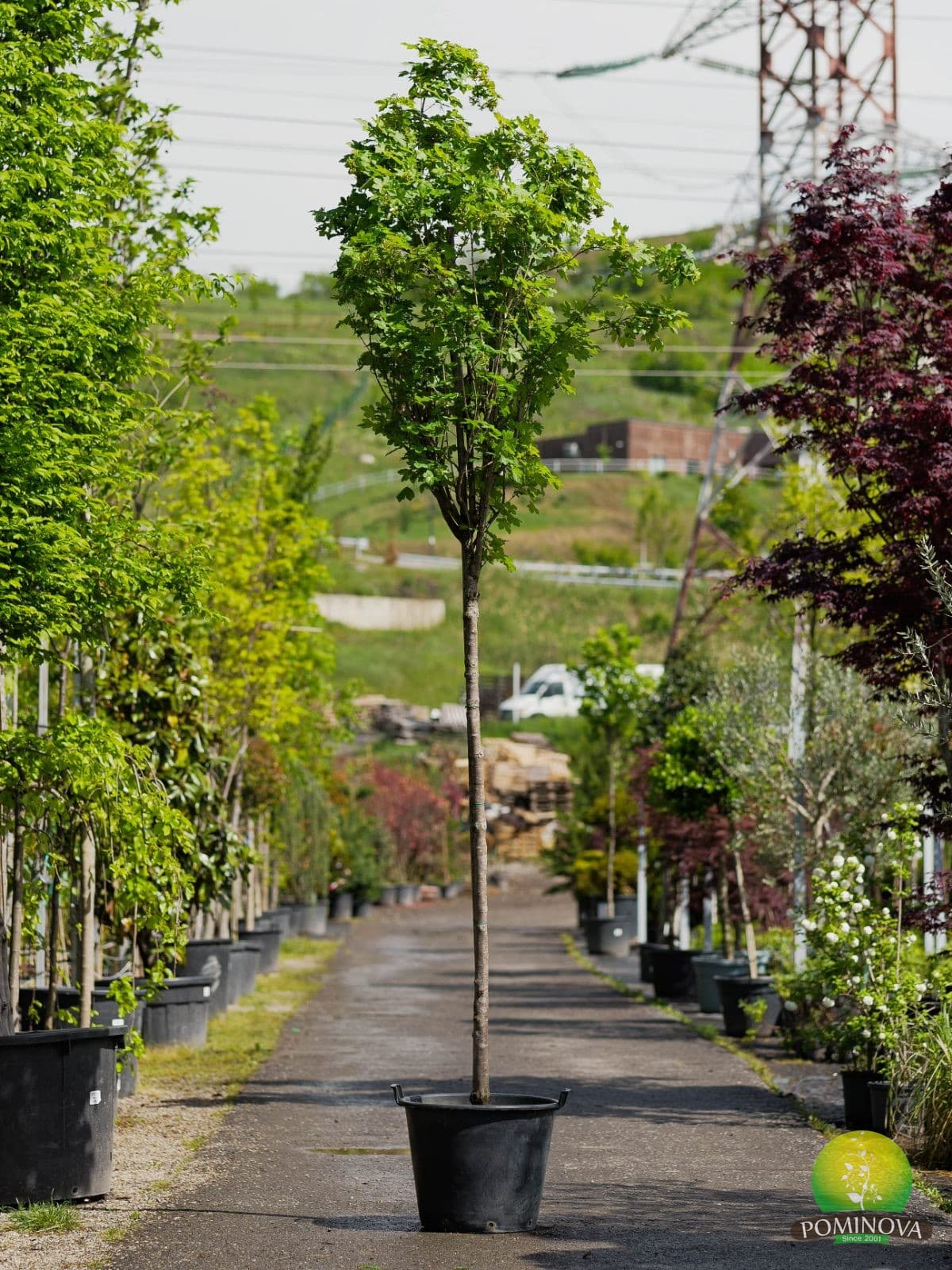 Acer campestre 'William Caldwell' — imagine 1
