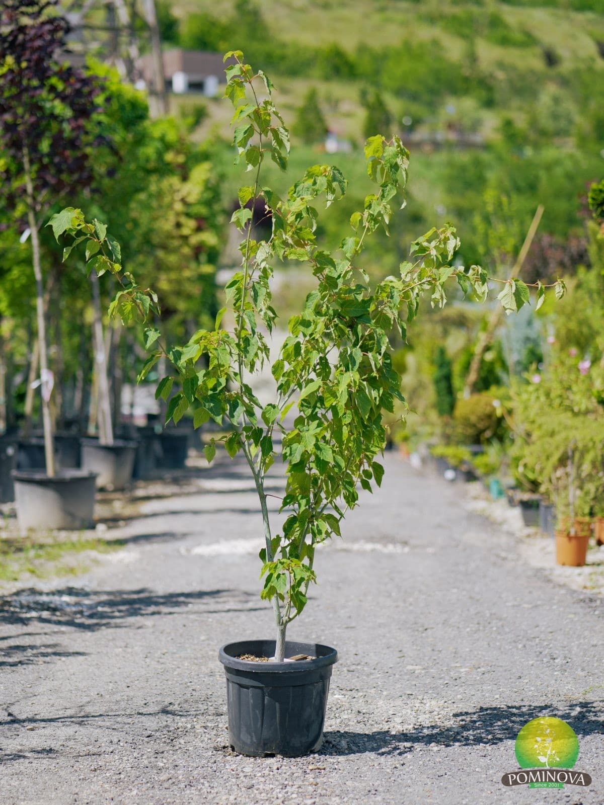 Acer davidii 'Viper' — imagine 1