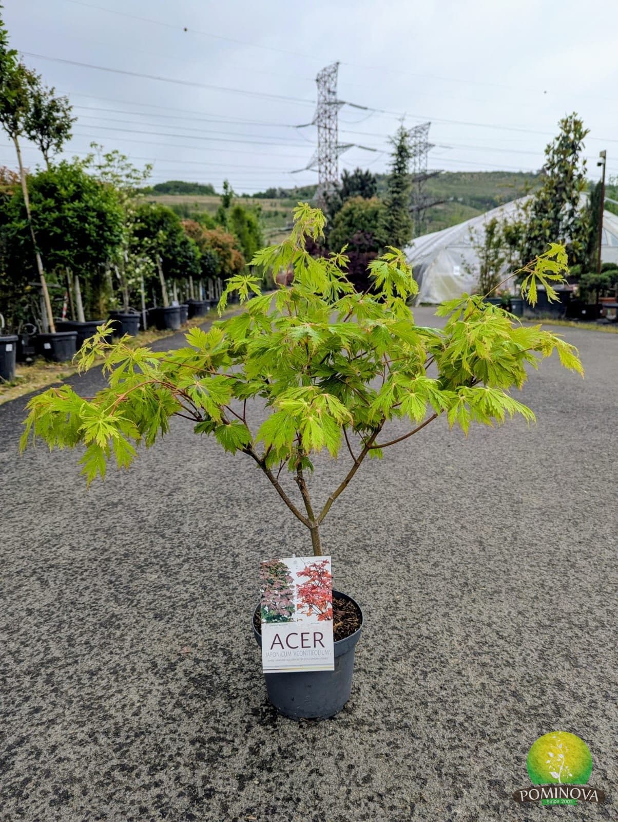 Acer Japonicum Aconitifolium (Acer Japonicum 'Aconitifolium') — imagine 1
