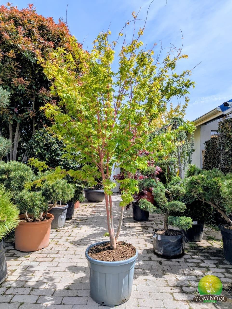 Arțar japonez Sango Kaku (Acer palmatum 'Sango-Kaku') — imagine 1