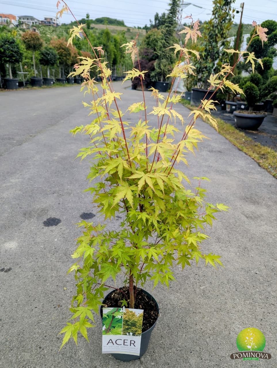 Arțar japonez Sango Kaku (Acer palmatum 'Sango-Kaku') - imagine 2