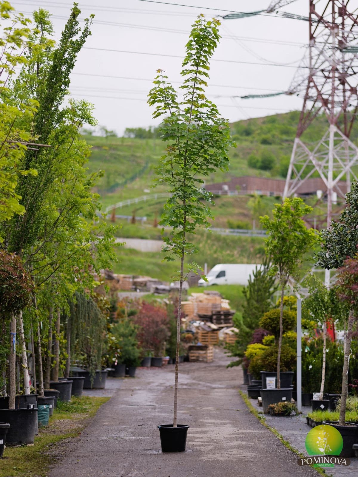 Acer Platanoides Emerald Queen — imagine 1