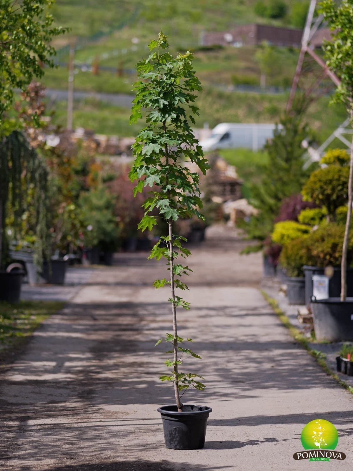 Arțar 'Emerald Queen' (Acer platanoides 'Emerald Queen') - imagine 2