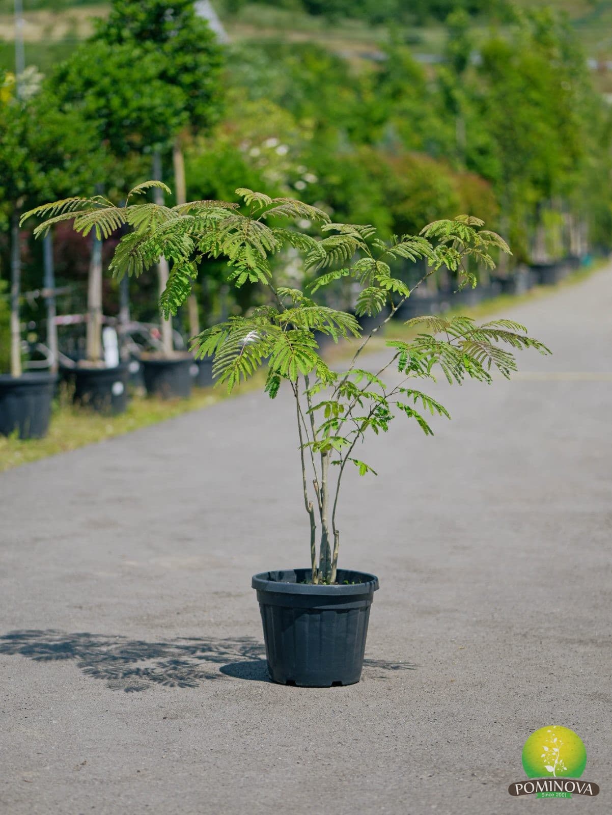 Arborele de mătase (Albizia julibrissin) — imagine 2