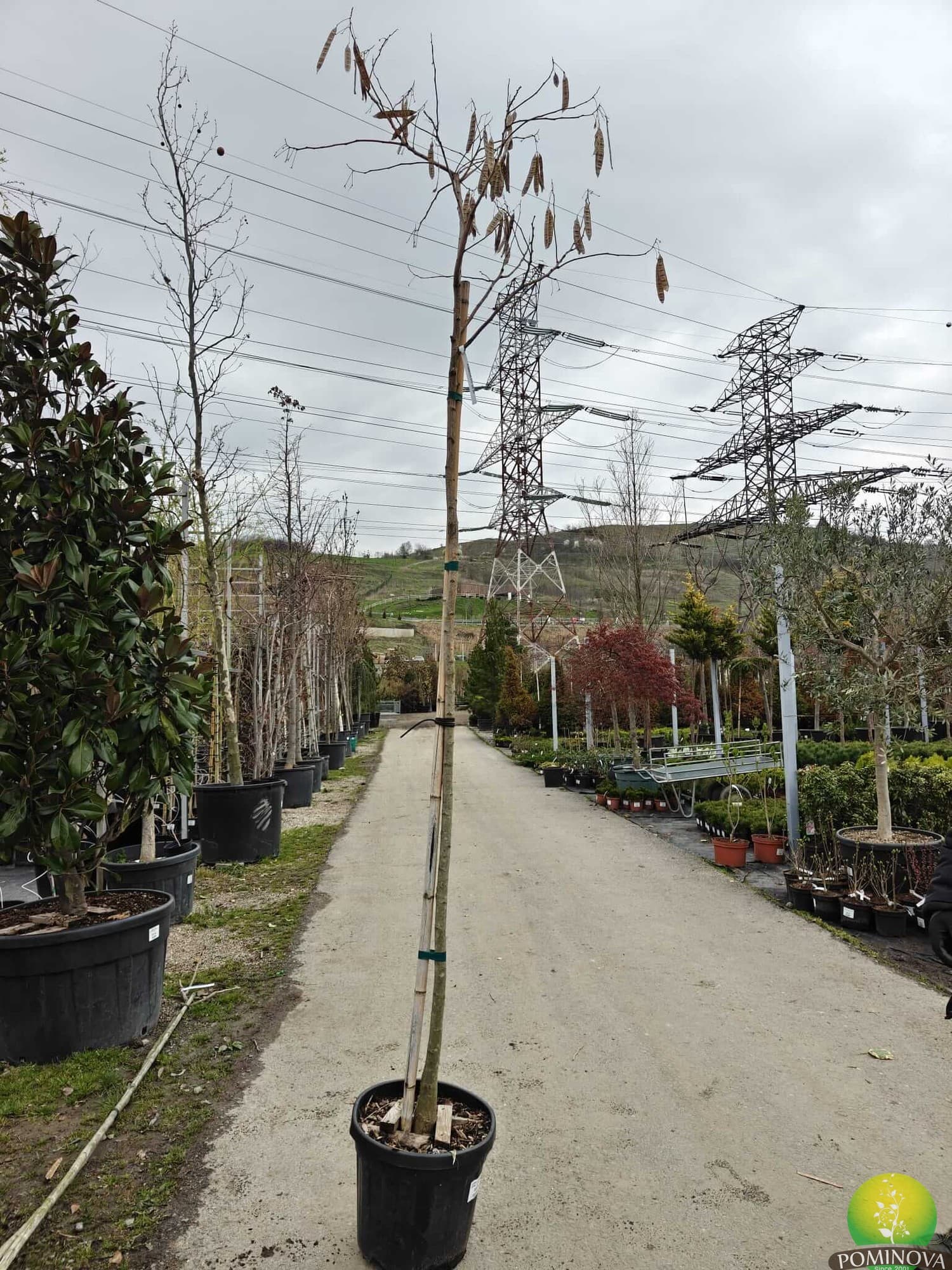 Albizia Summer Chocolate