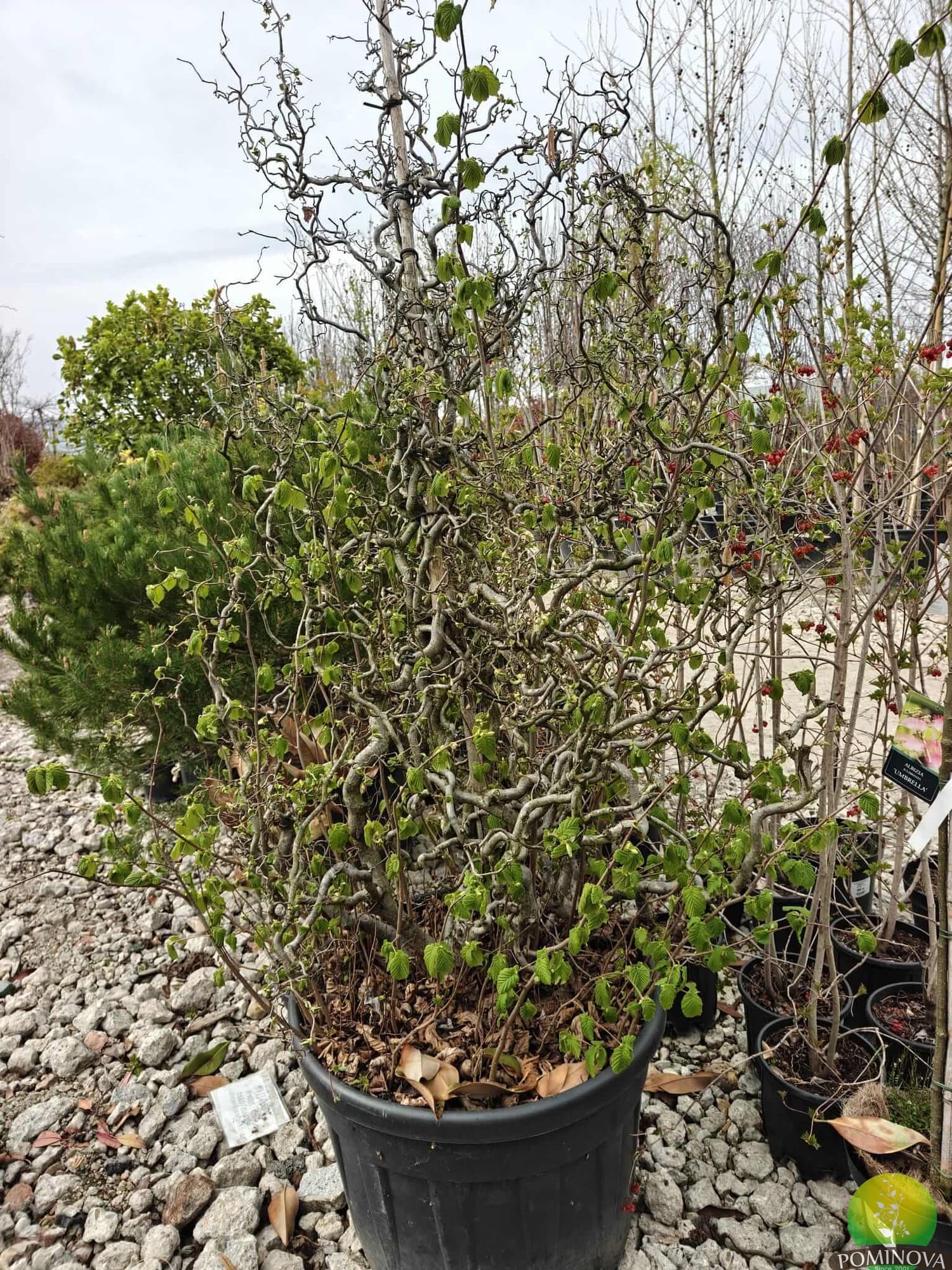Alun cu ramuri răsucite (Corylus avellana Contorta)