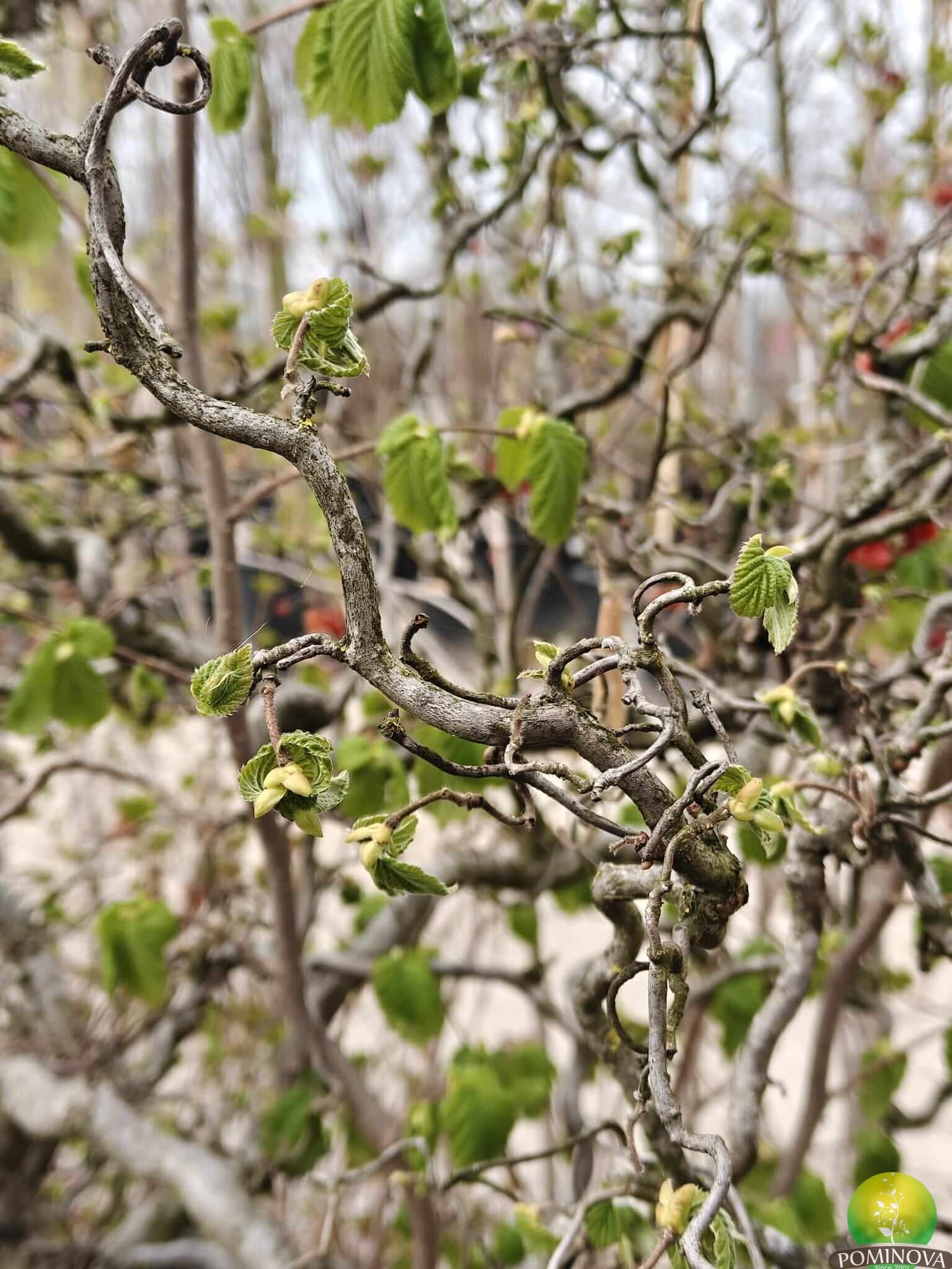 Alun cu ramuri răsucite (Corylus avellana 'Contorta')