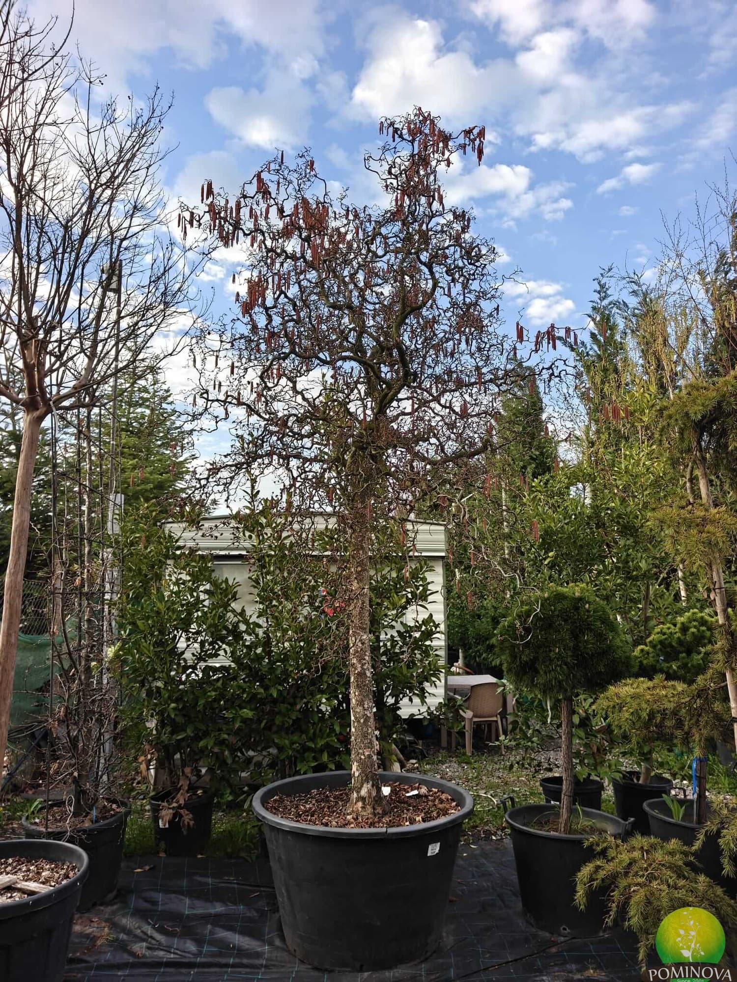 Alun roșu cu ramuri răsucite