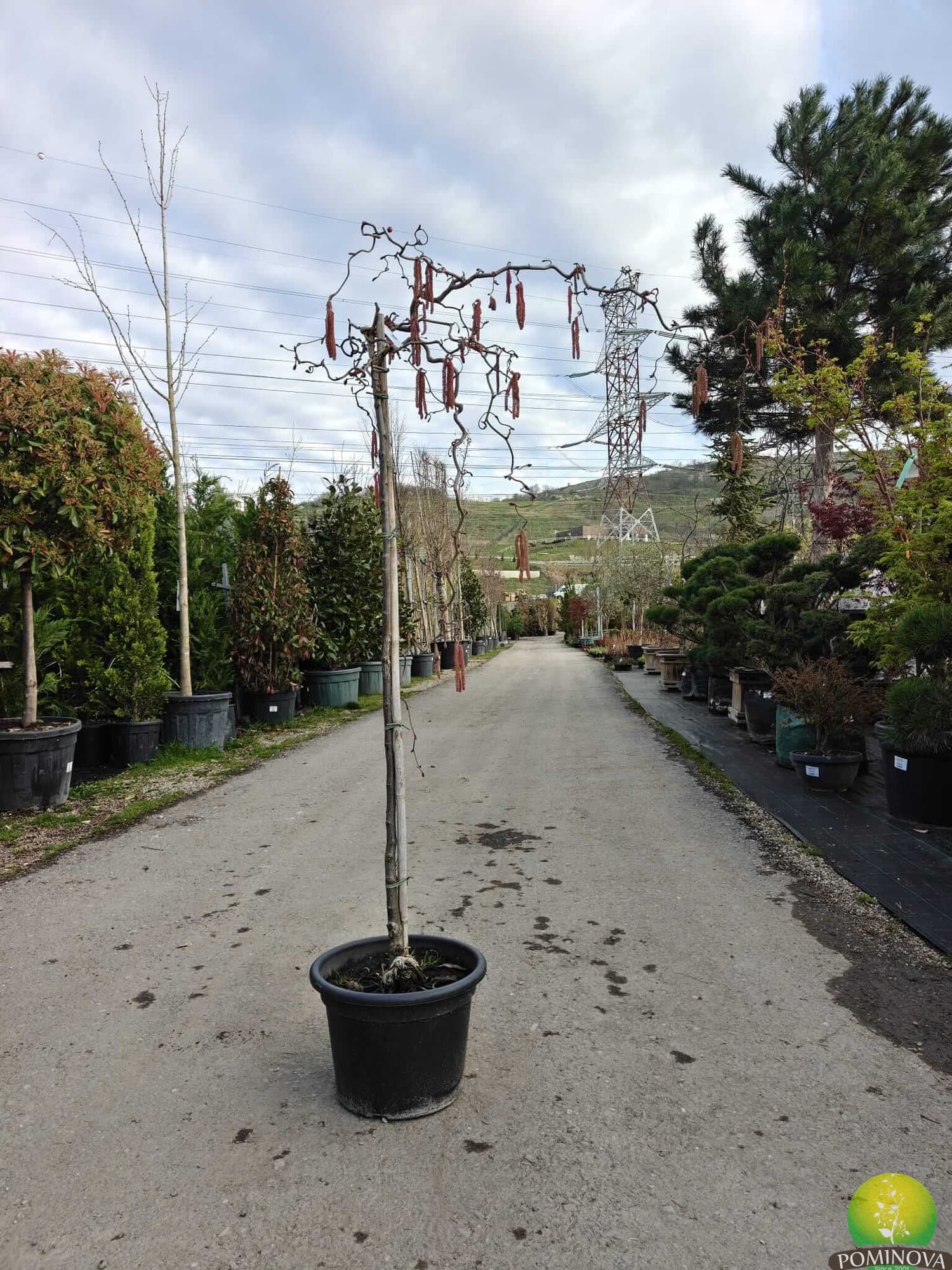 Alun roșu cu ramuri răsucite