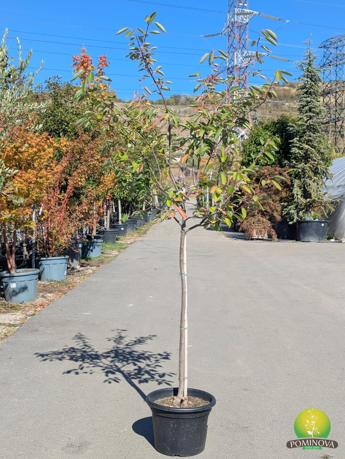 Pom de stafide (Amelanchier lamarckii) - imagine 2