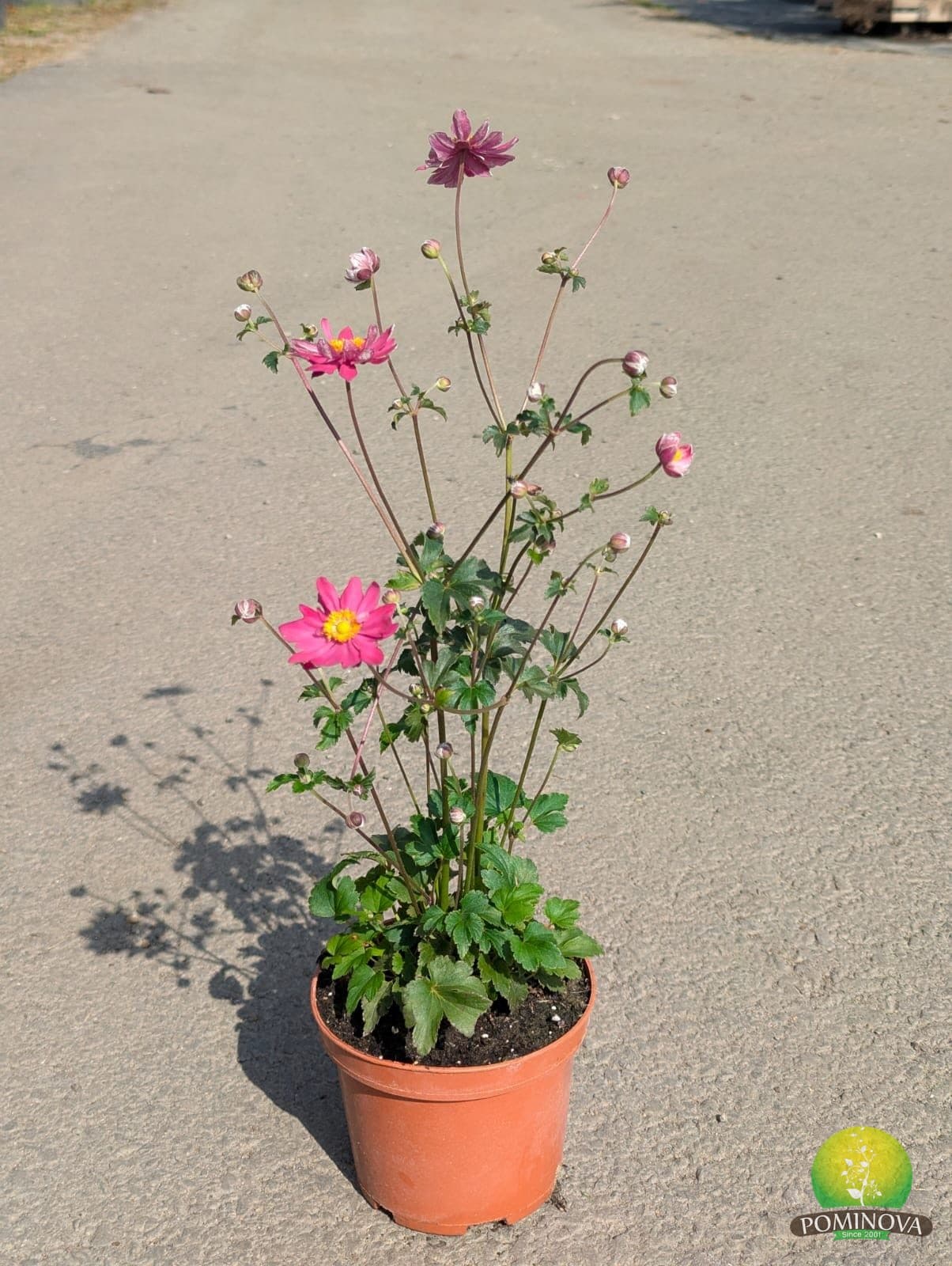 Anemone de toamnă (Anemone x hybrida) - imagine 1