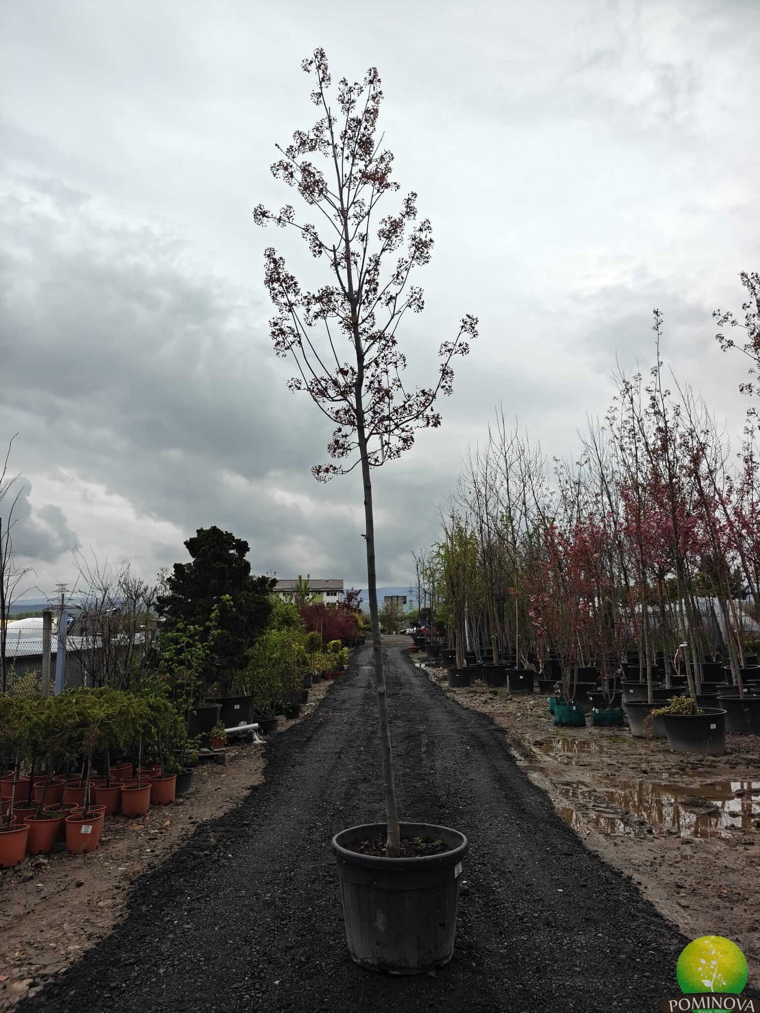 Arțar roșu Crimson King