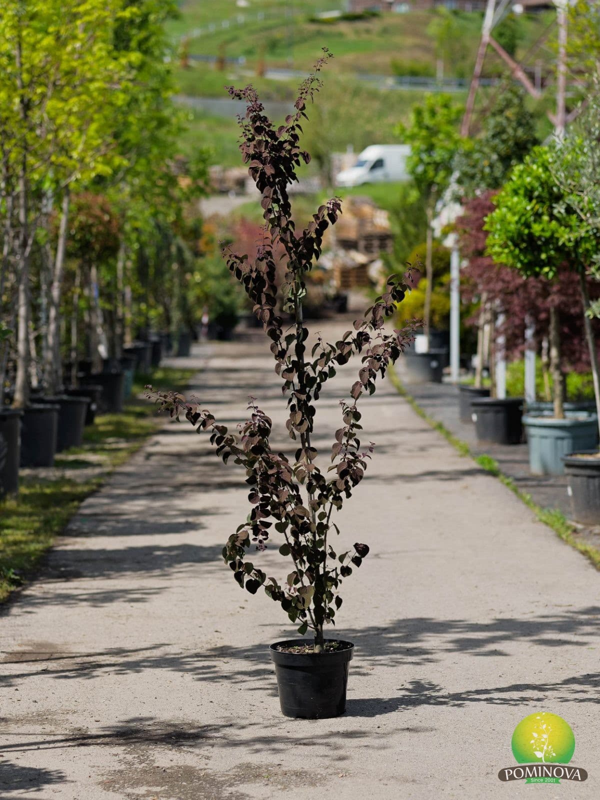 Arborele caramel