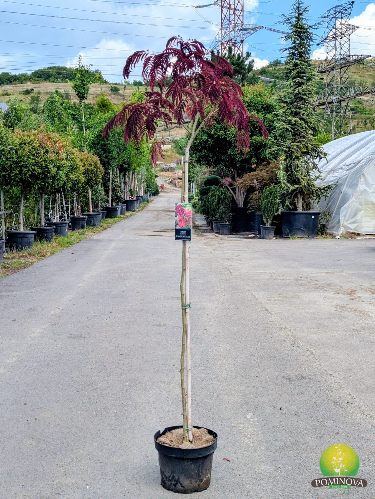 Arborele de mătase (Albizia julibrissin 'Umbrella') — imagine 1
