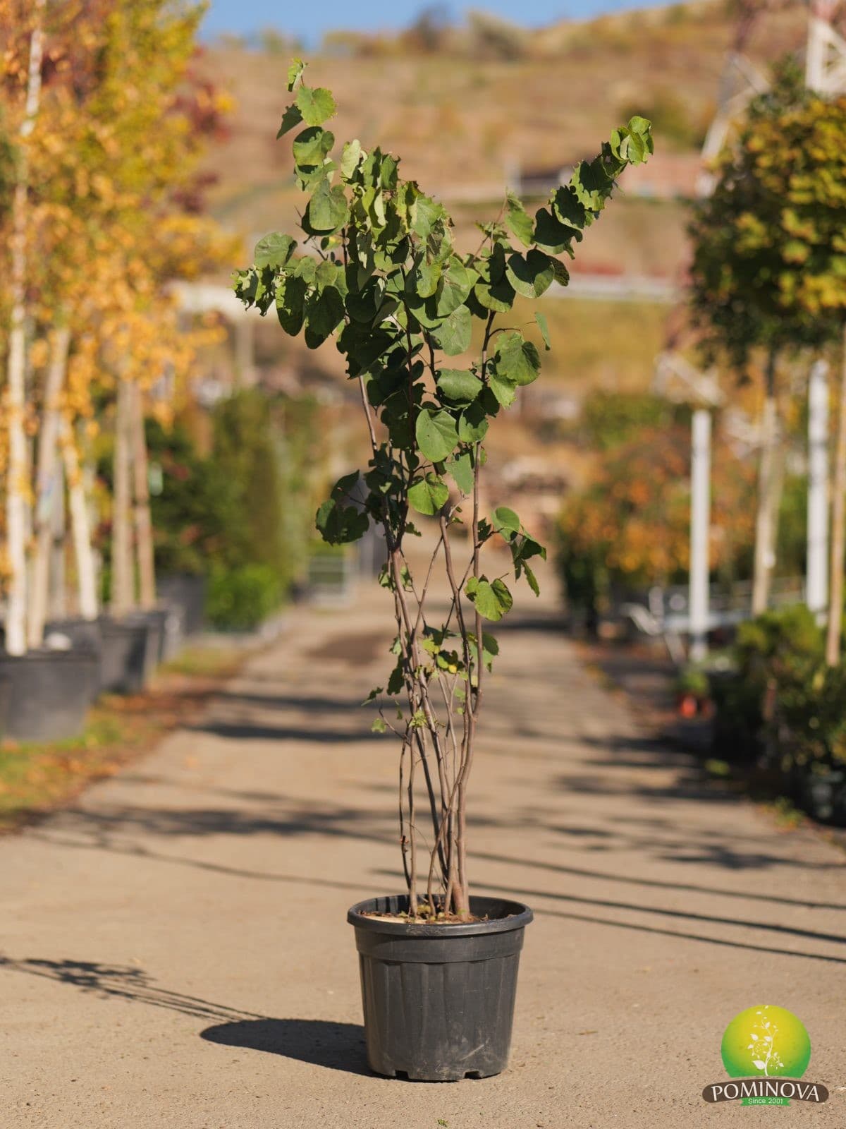 Arborele lui Iuda (Cercis siliquastrum) - imagine 1