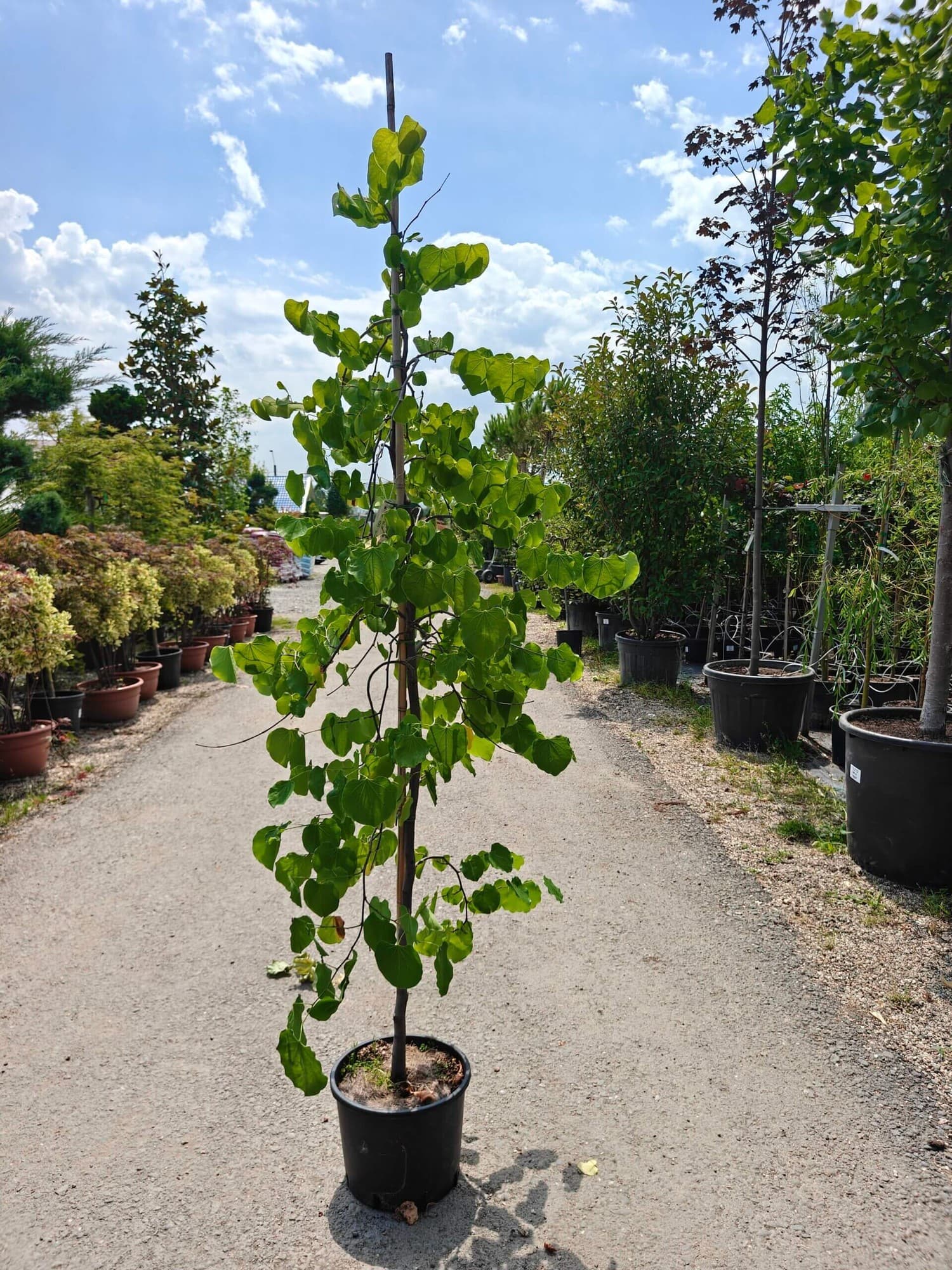 Arborele lui Iuda Traveller