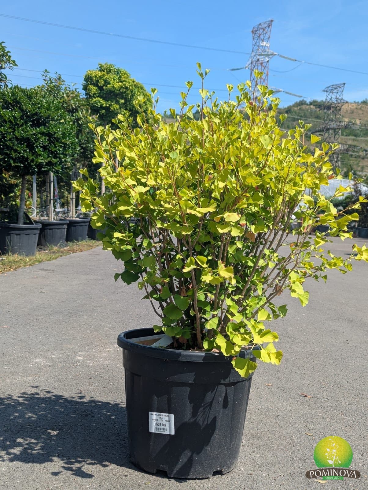 Arborele pagodelor 'Globosa Tinia' (Ginkgo biloba 'Globosa Tinia') — imagine 1