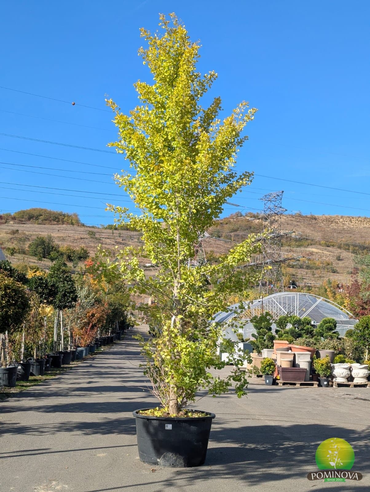 Arborele pagodelor ‘Saratoga’ (Ginkgo biloba ‘Saratoga’) - imagine 1