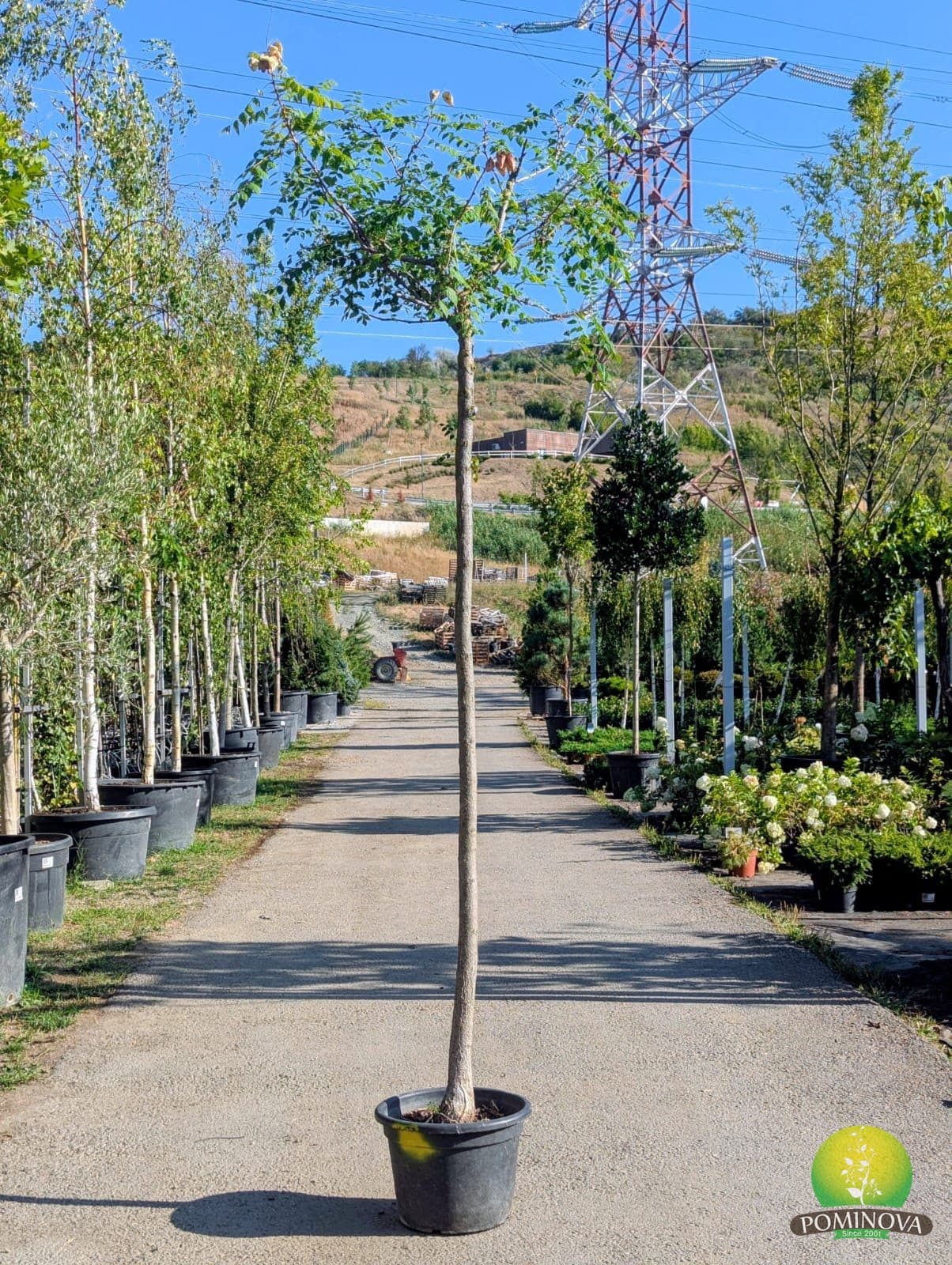 Arborele lampion (Koelreuteria paniculata) - imagine 3