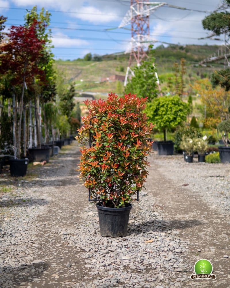 Fotinia 'Robusta Compacta' pe spalier (Photinia x fraserii 'Robusta Compacta') — imagine 1