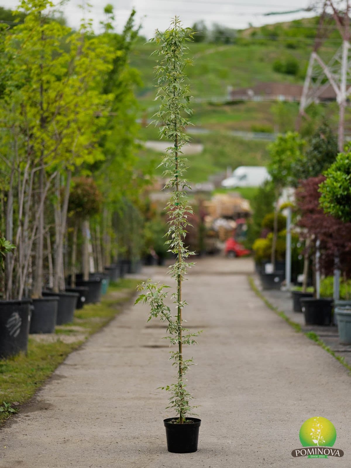 Arțar american 'Flamingo' (Acer negundo 'Flamingo') — imagine 1