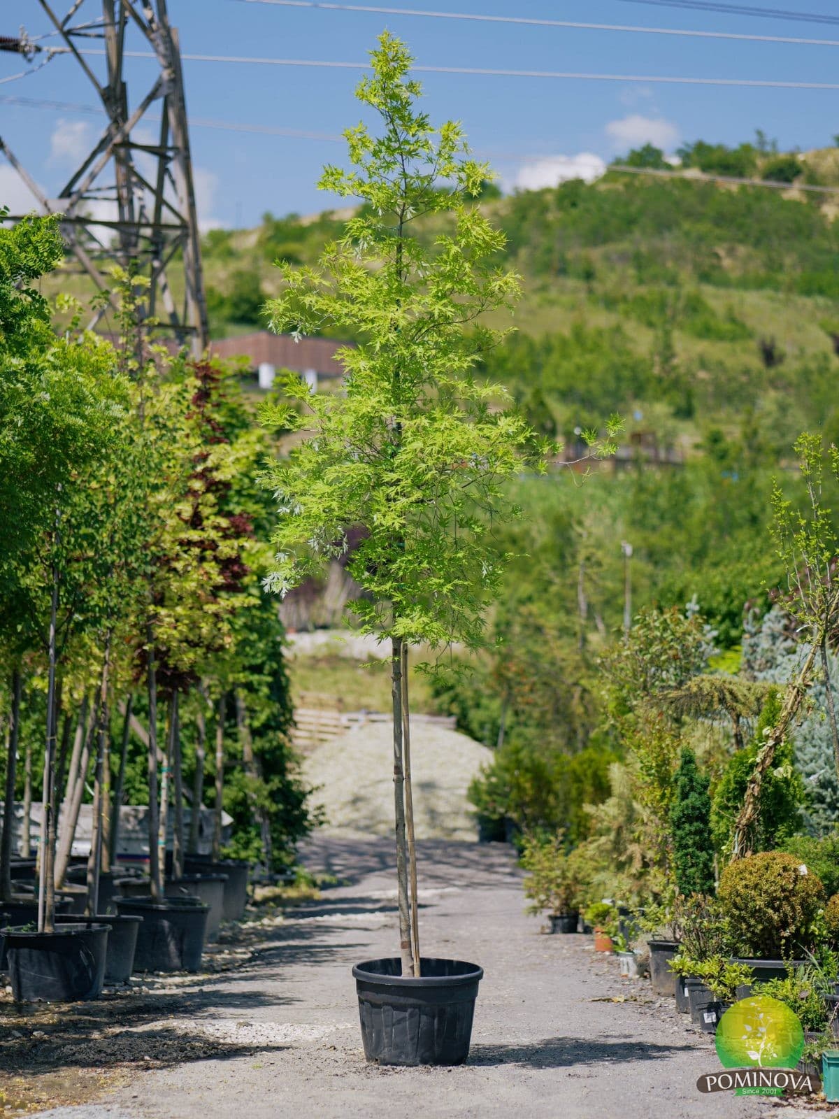 Arțar argintiu (Acer saccharinum 'Laciniatum Wieri')
