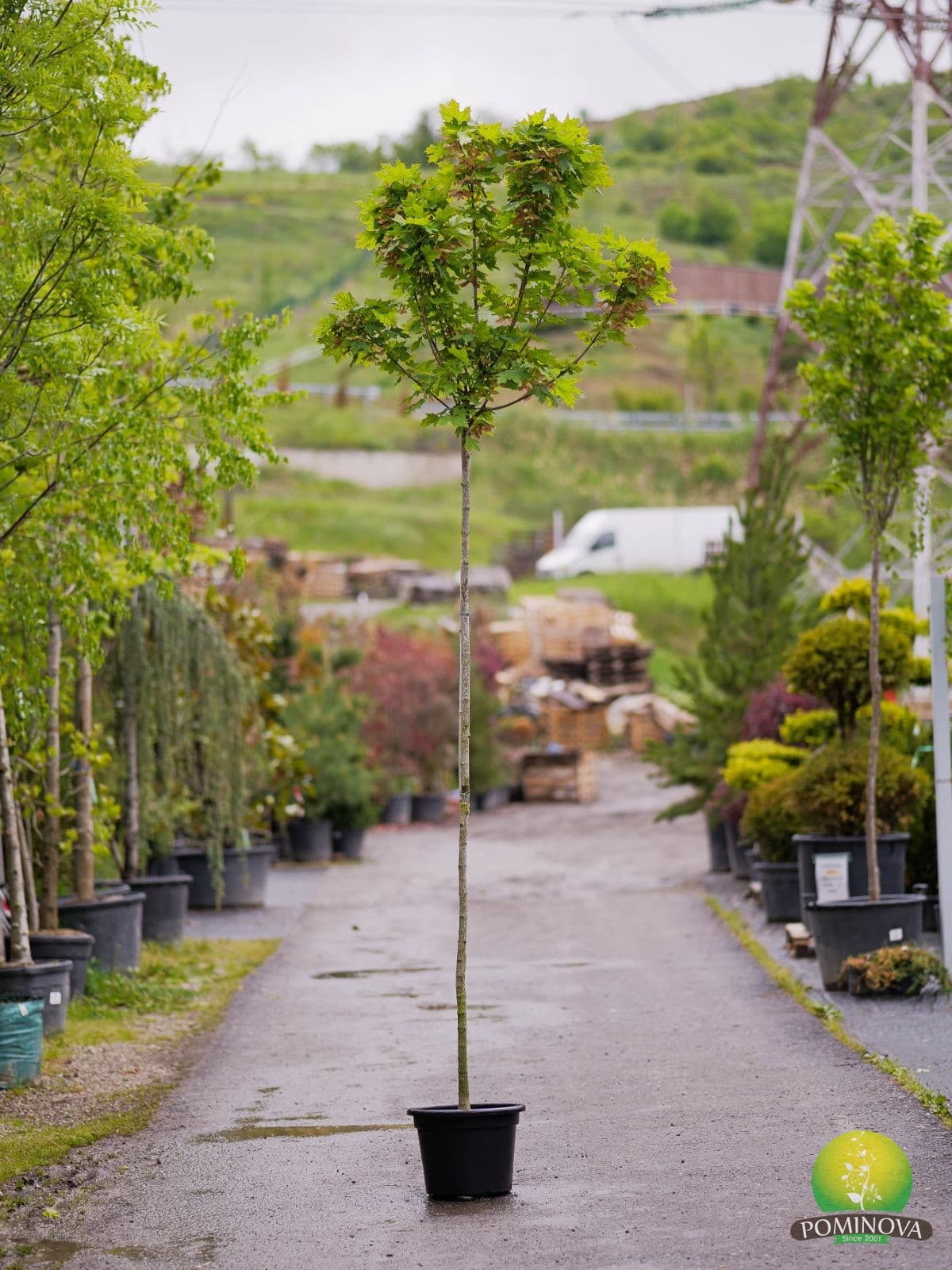 Artar globular (Acer platanoides 'Globosum')