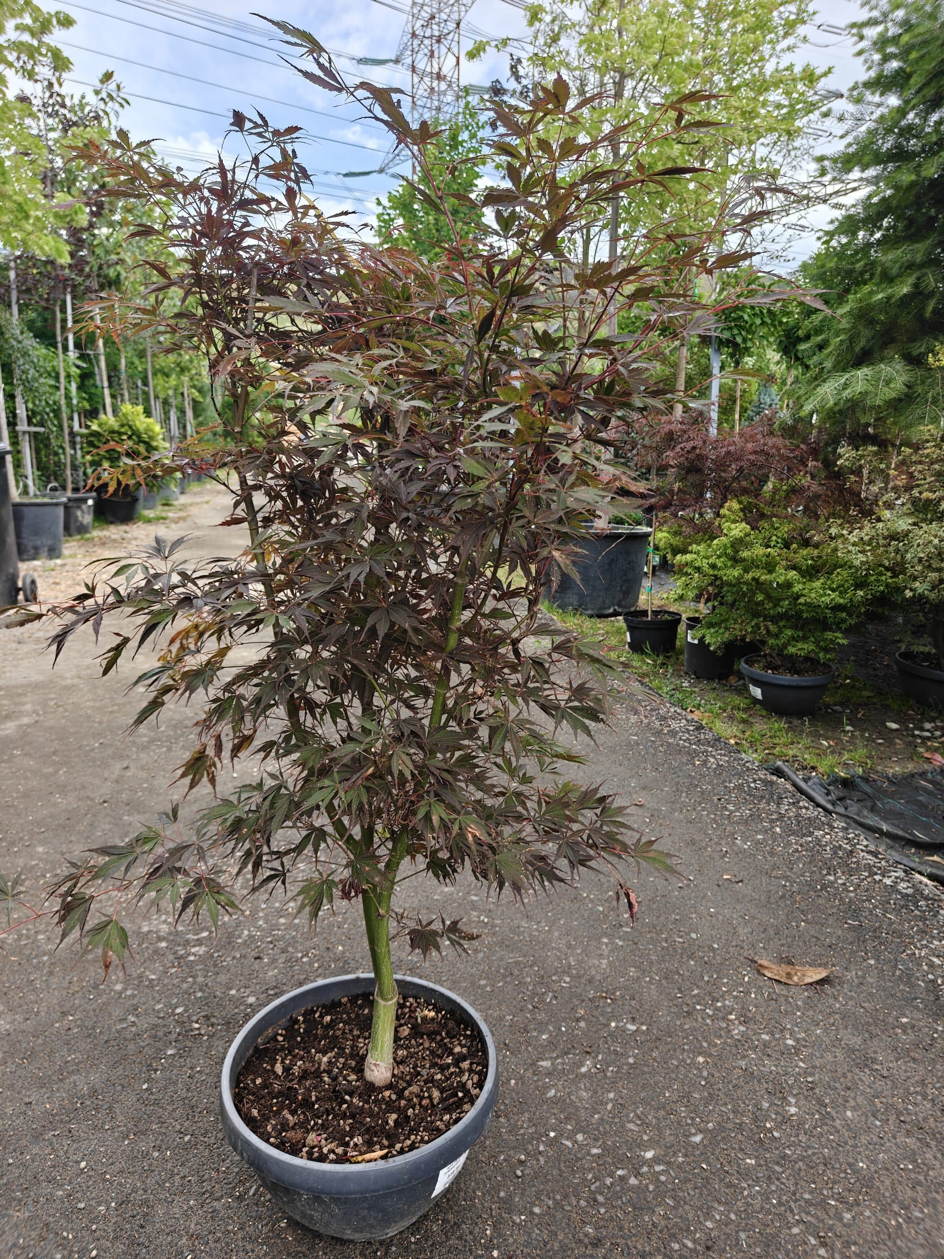 Artar japonez Suminagashi (Acer palmatum 'Suminagashi')