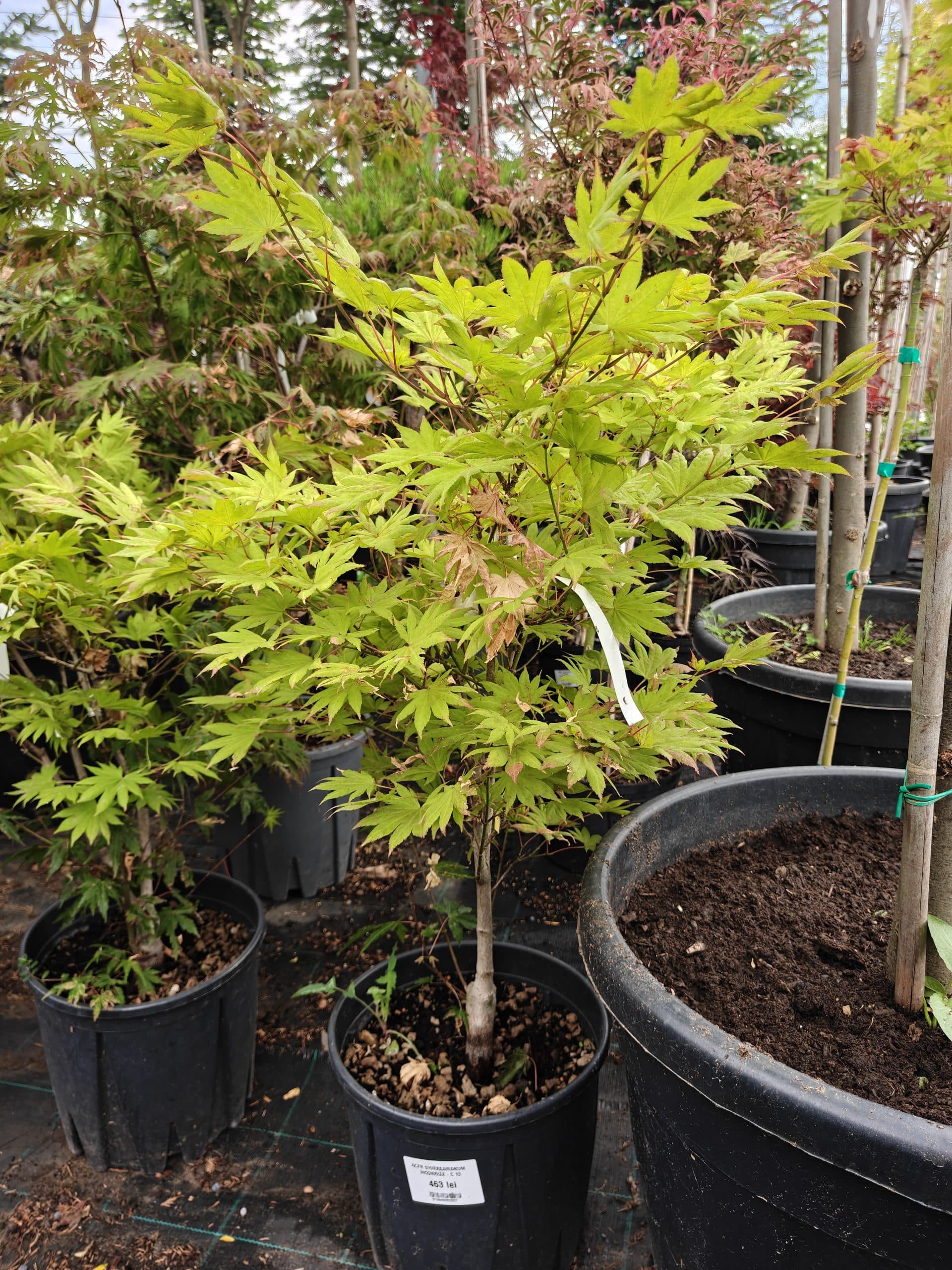 Artar japonez 'Moonrise' (Acer shirasawanum 'Moonrise')