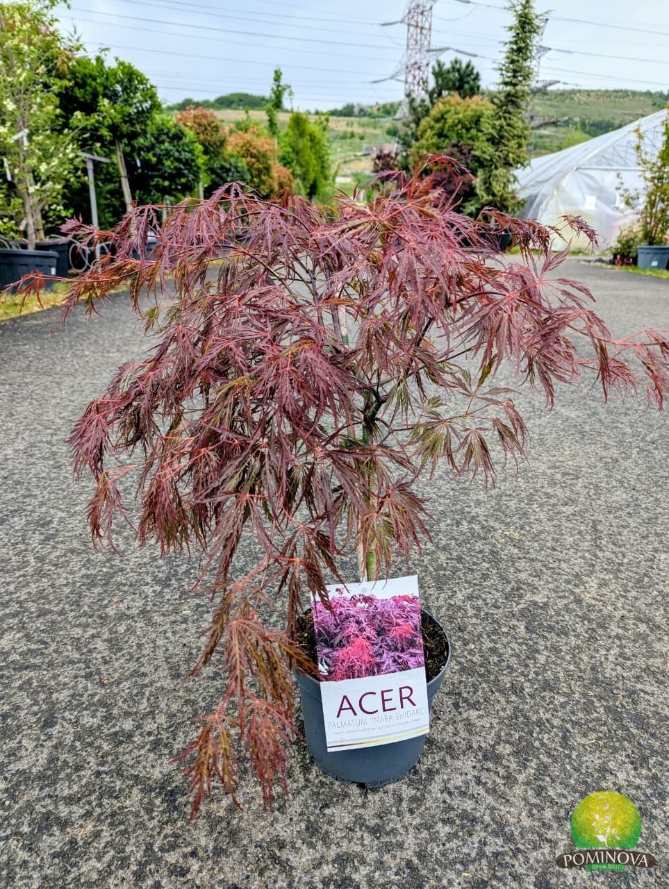 Artar japonez (Acer palmatum dissectum 'Inaba-Shidare')