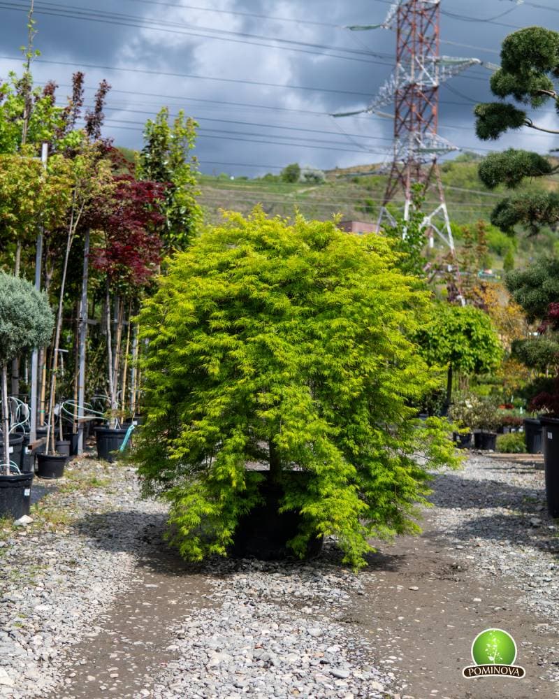 Artar japonez 'Dissectum Viridis' (Acer palmatum 'Dissectum Viridis')
