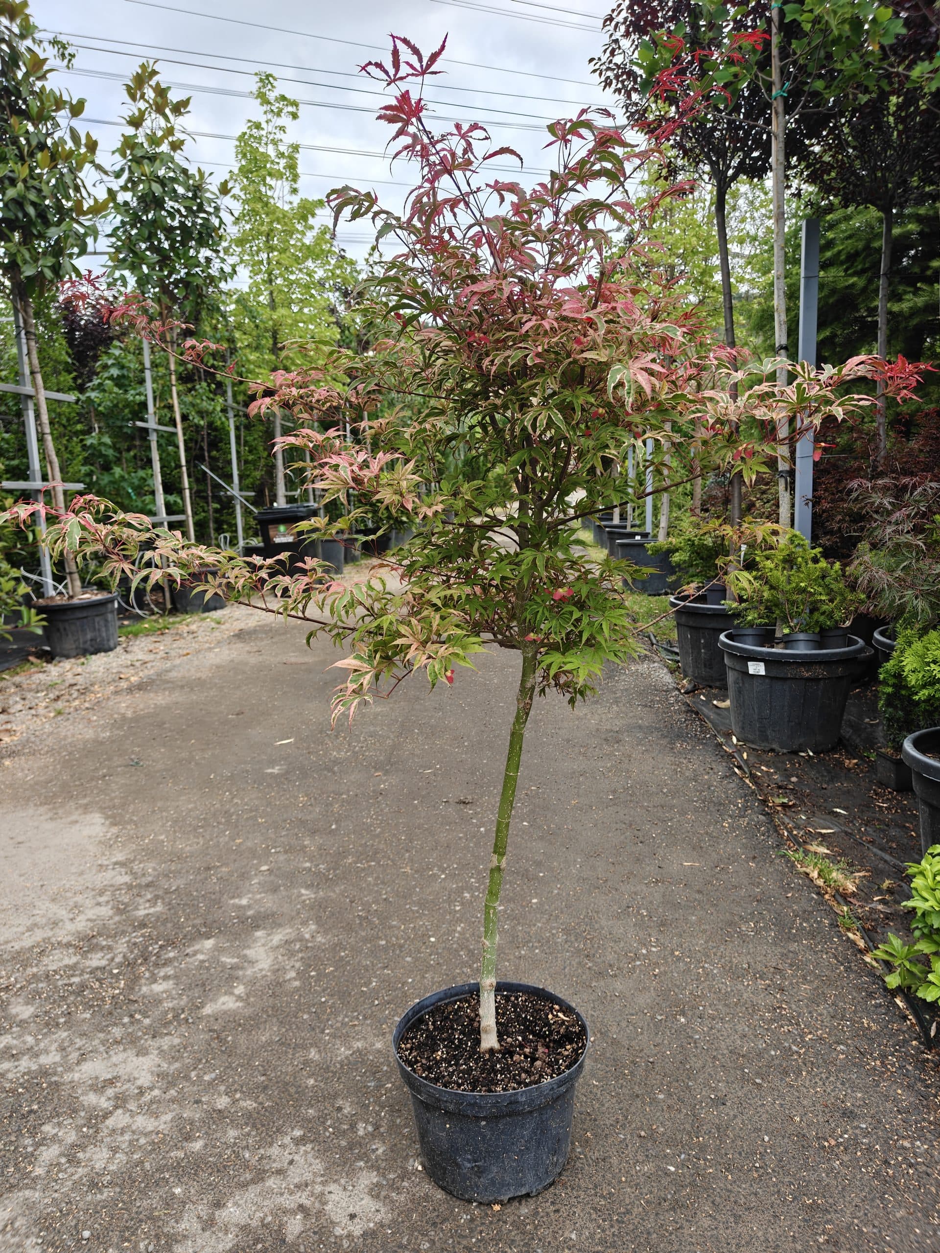 Artar japonez altoit (Acer palmatum 'Shirazz')