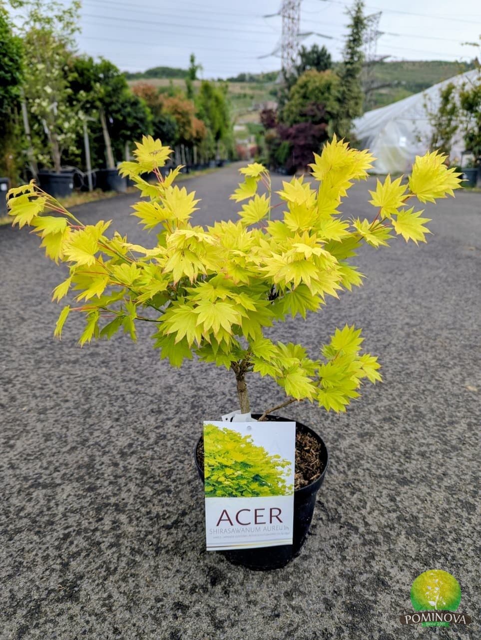 Arțar japonez auriu (Acer shirasawanum 'Aureum') — imagine 1