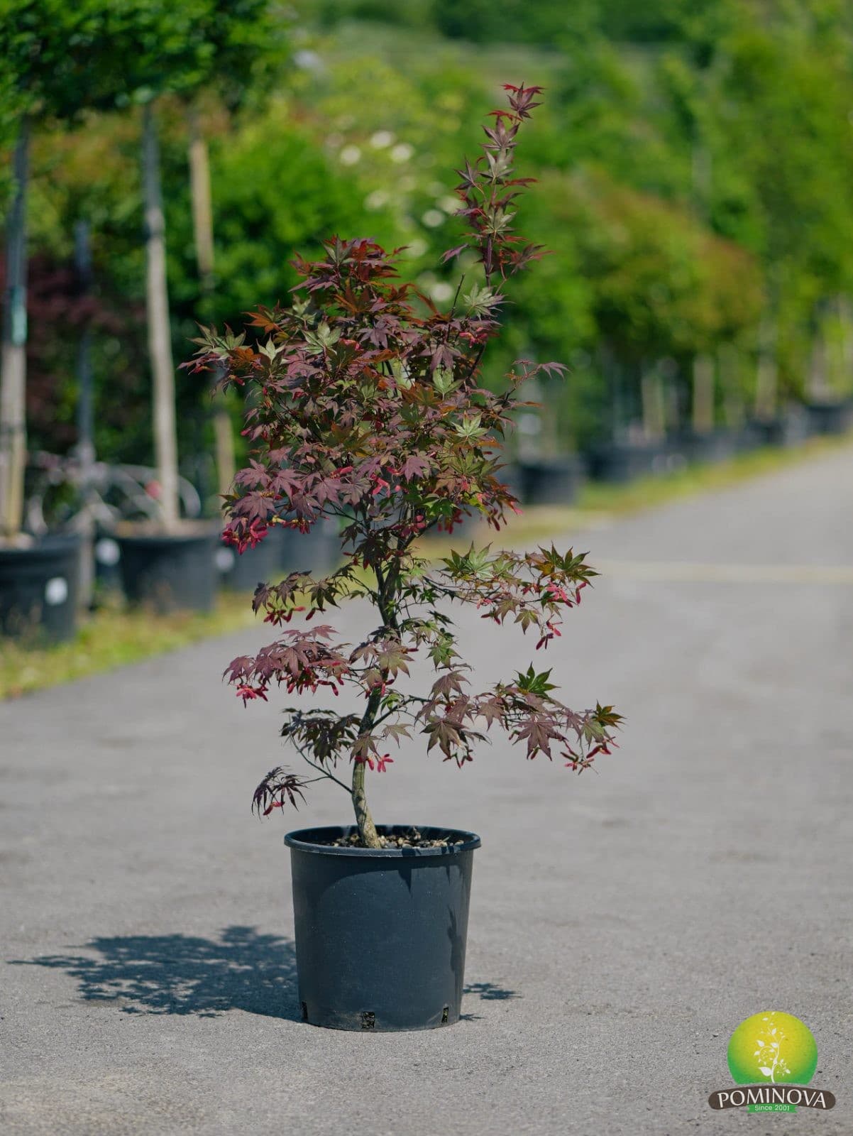 Artar japonez (Acer palmatum 'Bloodgood')
