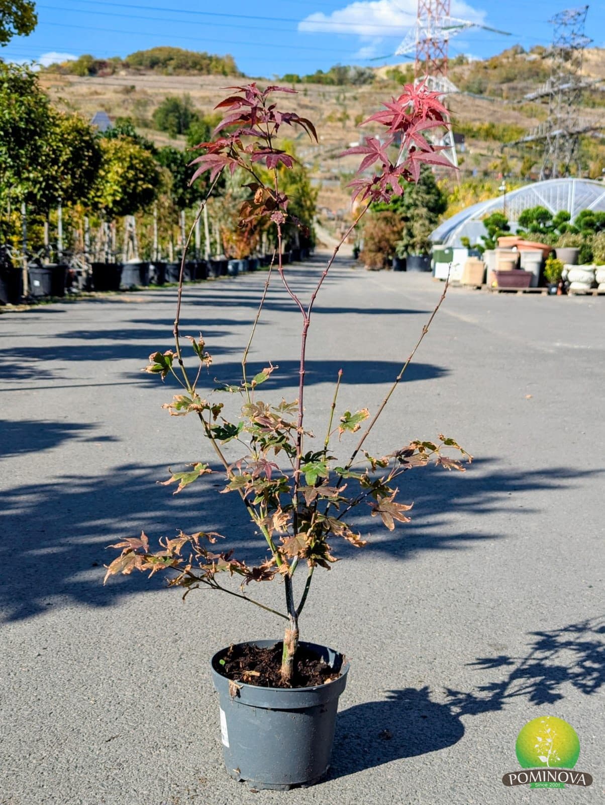 Artar japonez (Acer palmatum 'Bloodgood') - imagine 3