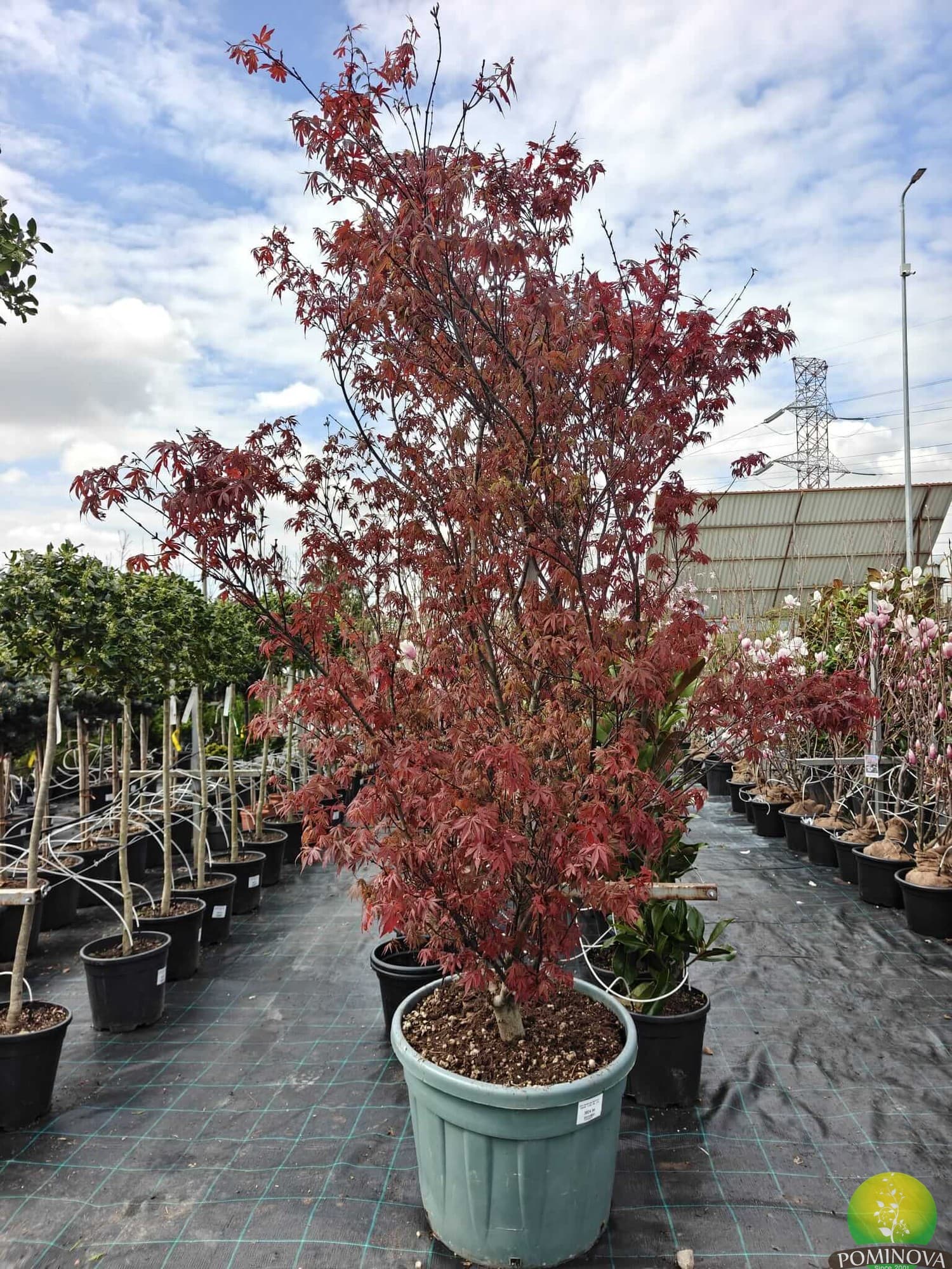 Arțar japonez (Acer palmatum 'Skeeter's Broom')
