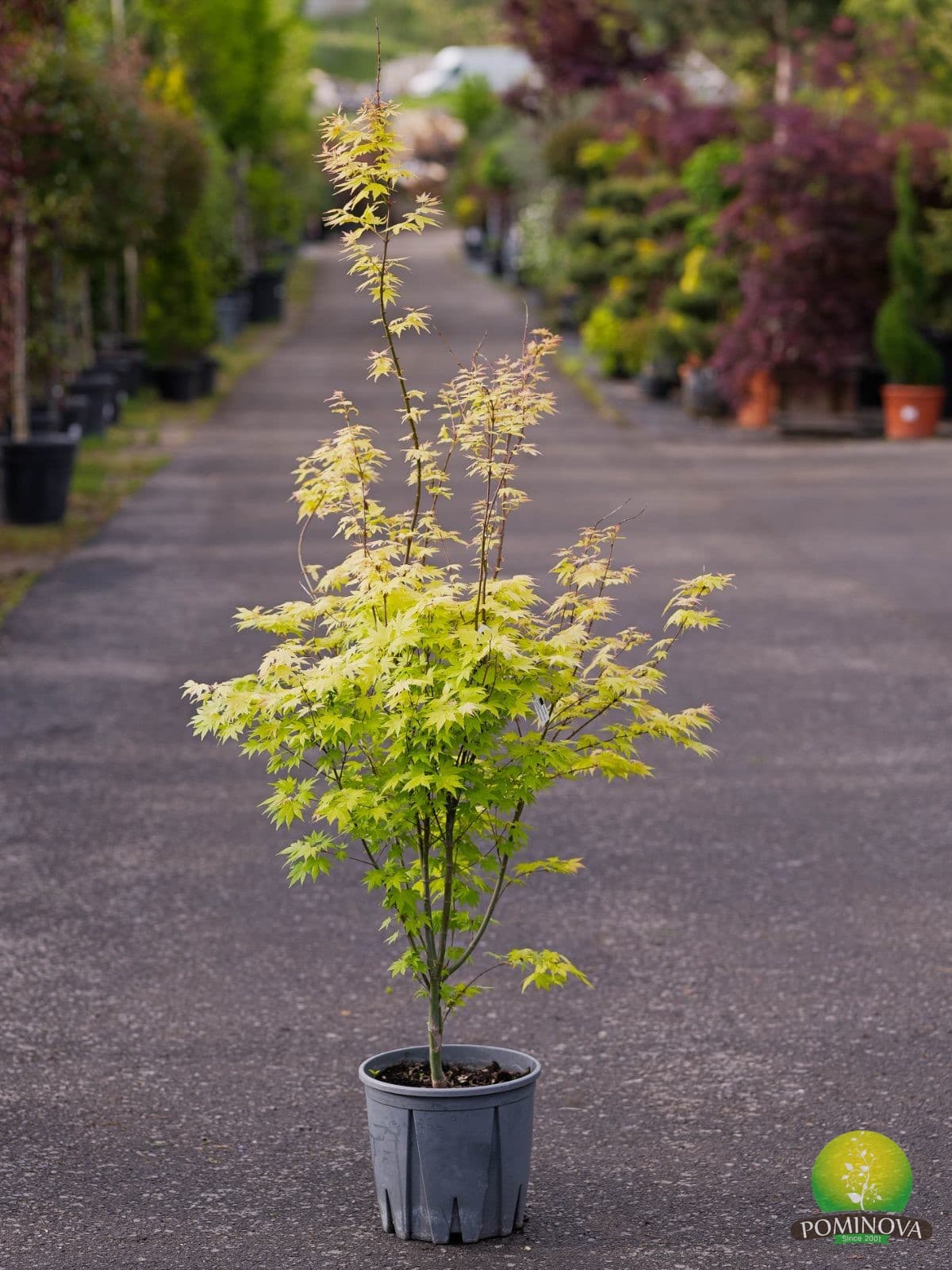 Arțar japonez (Acer palmatum 'Orange Dream')