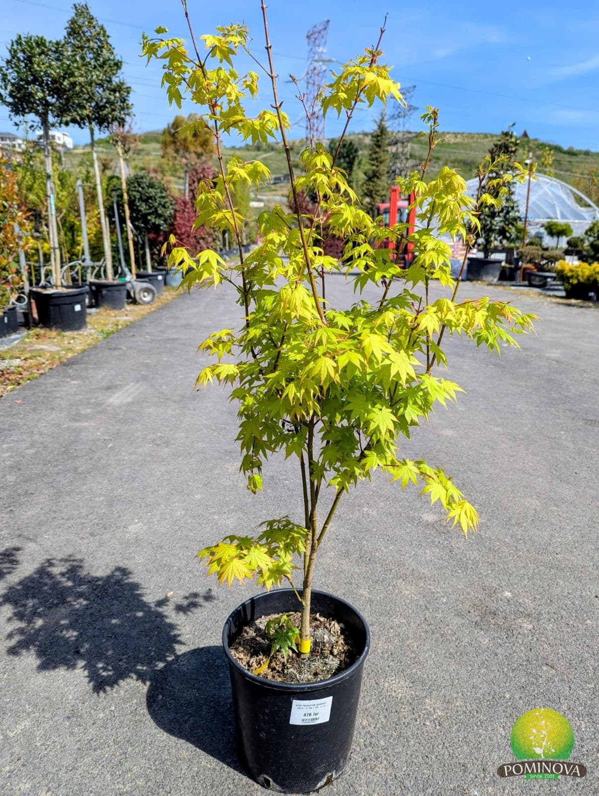 Arțar japonez Summer Gold