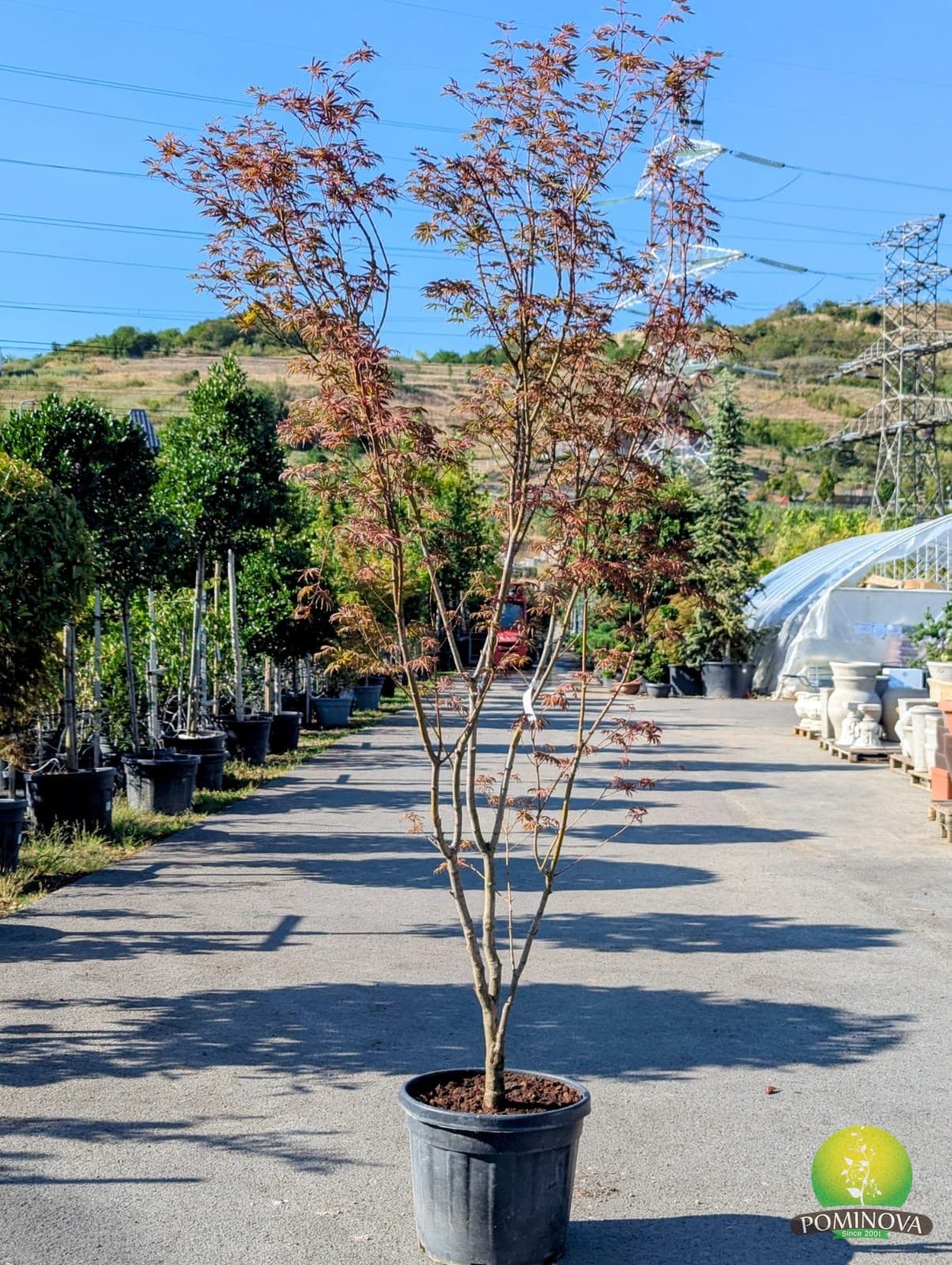 Arțar japonez (Acer palmatum 'Trompenburg') — imagine 1