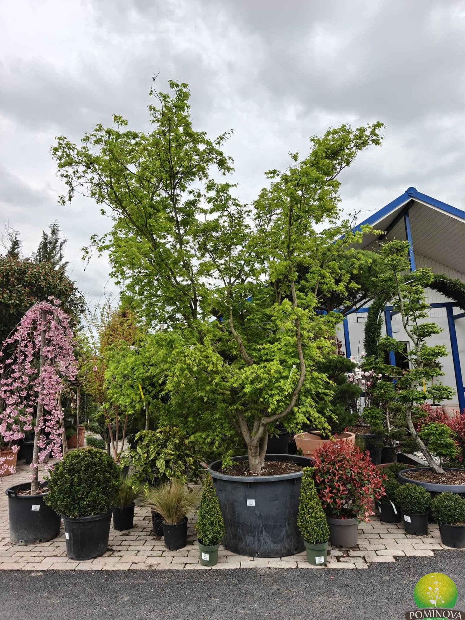 Arțar japonez (Acer palmatum)