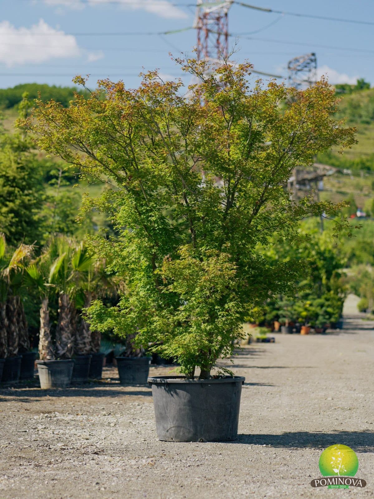 Arțar japonez (Acer palmatum)