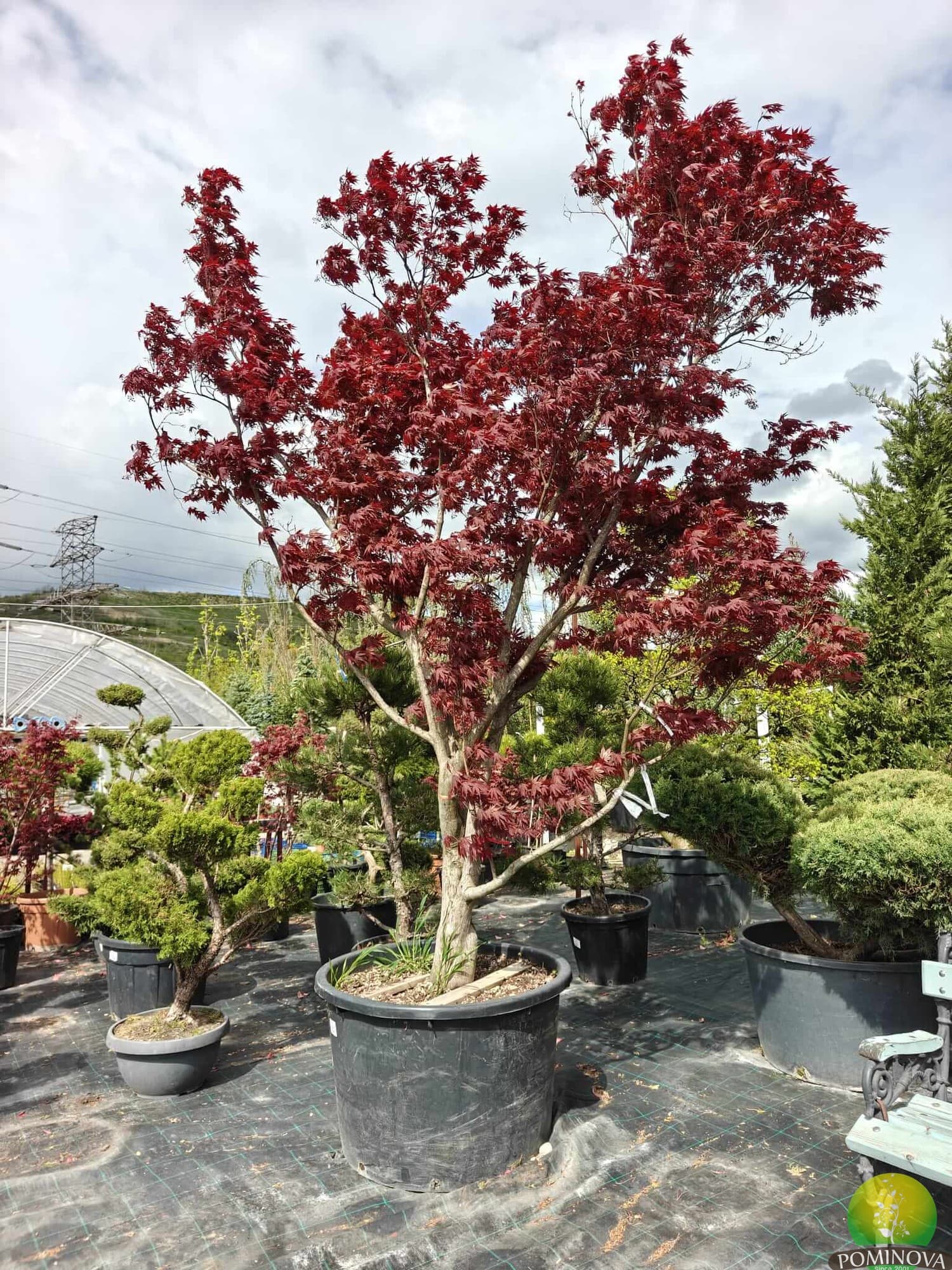 Arțar japonez Fireglow (Acer palmatum 'Fireglow') — imagine 1