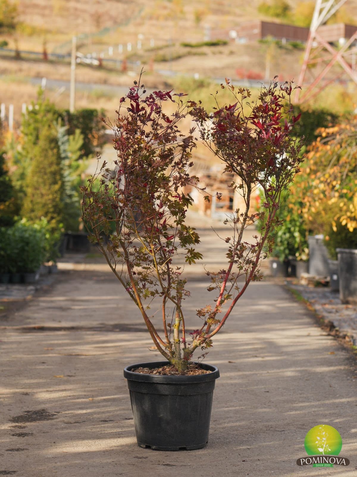Arțar japonez Fireglow (Acer palmatum 'Fireglow') - imagine 2