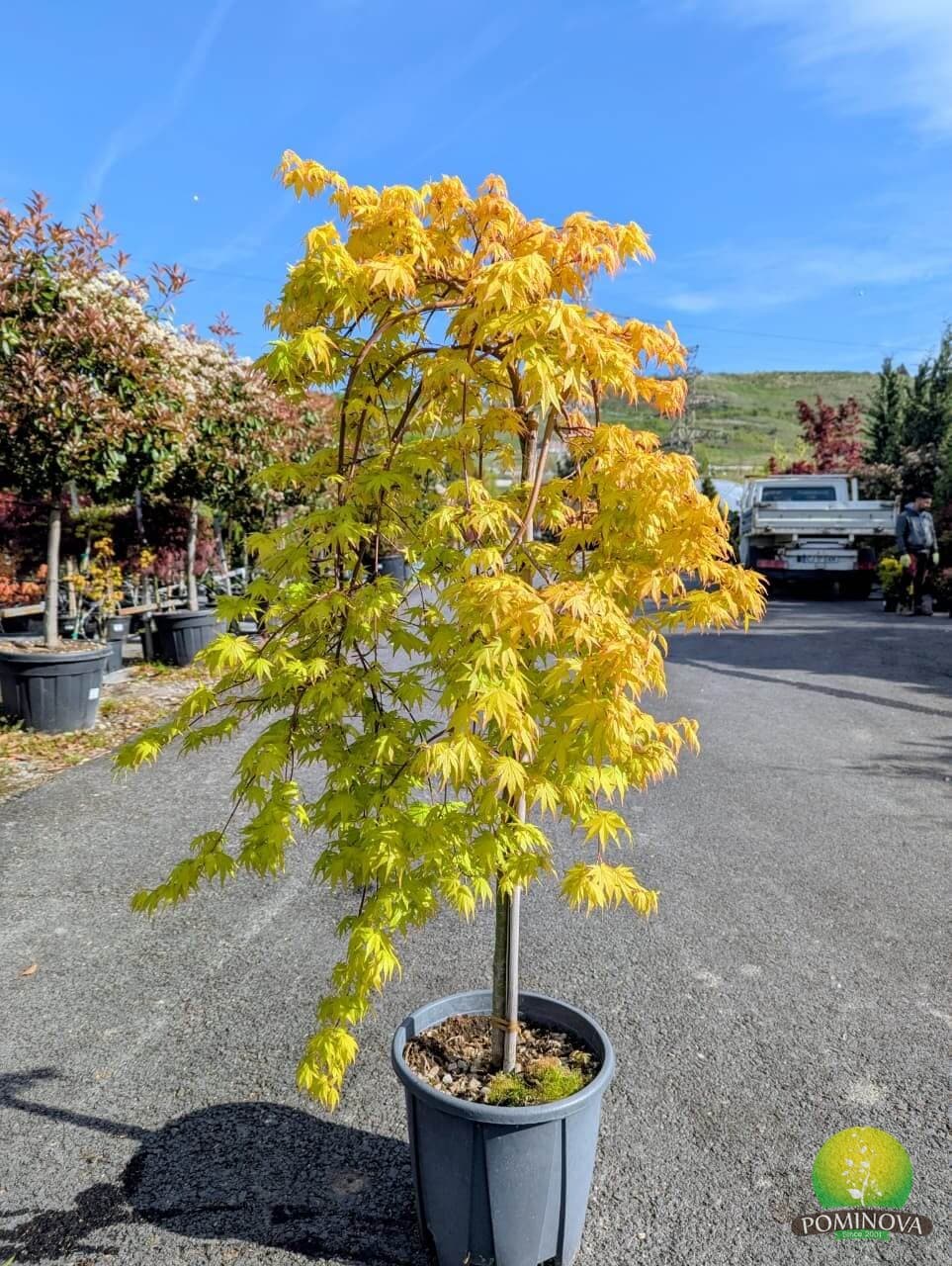 Artar japonez pendul altoit (Acer palmatum 'Cascade Gold')
