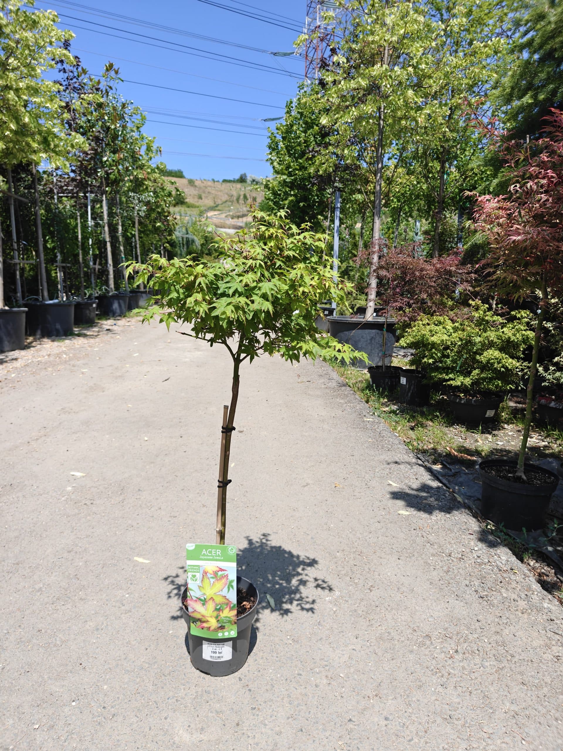Artar japonez 'Little Princess' (Acer palmatum 'Little Princess')