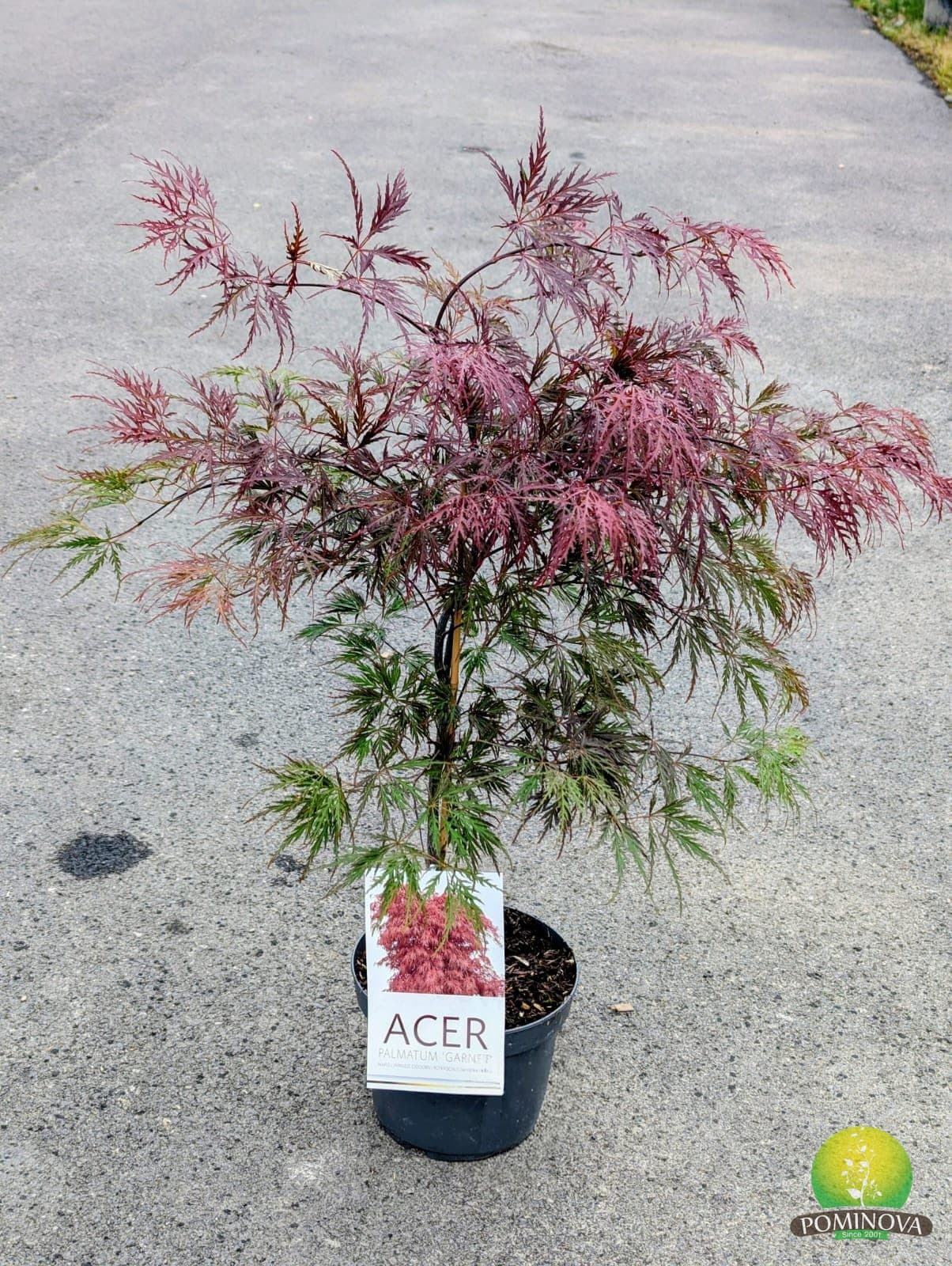 Artar japonez rosu altoit (Acer palmatum dissectum 'Garnet')