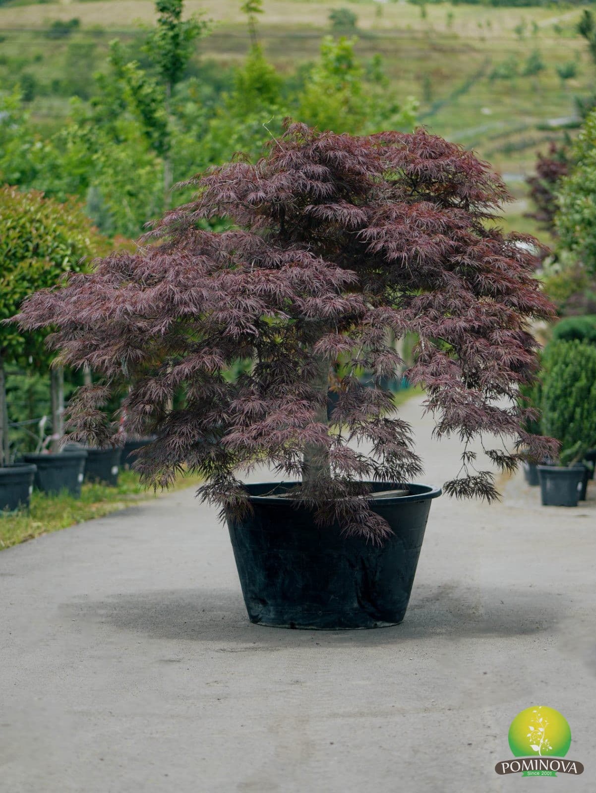 Artar japonez rosu altoit (Acer palmatum dissectum 'Garnet')