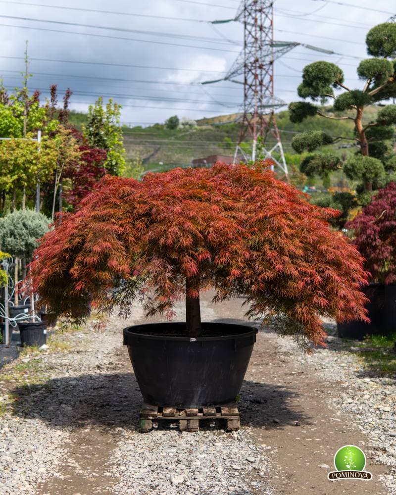 Artar japonez roșu altoit (Acer palmatum 'Dissectum')