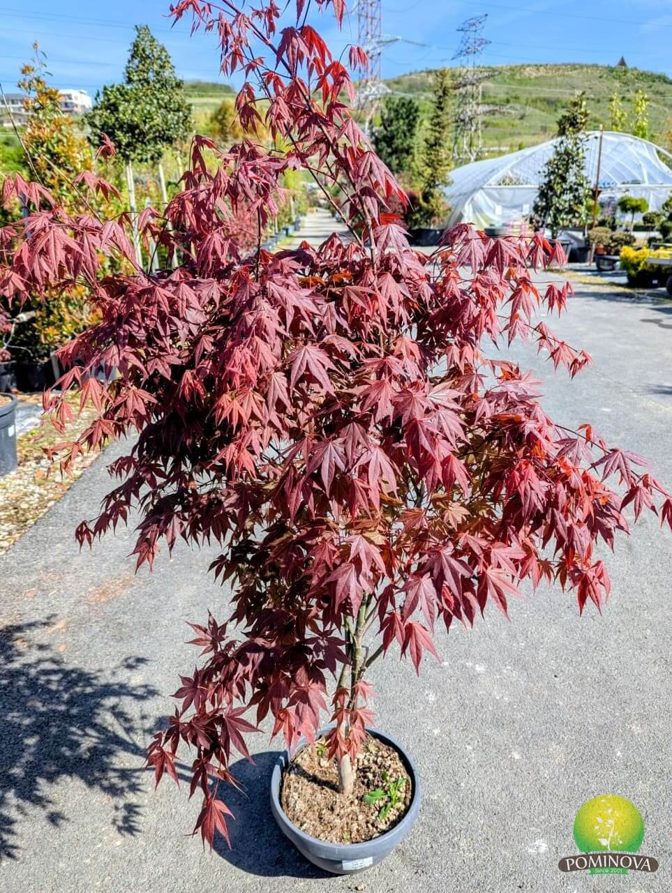 Arțar japonez roșu (Acer palmatum 'Atropurpureum') — imagine 1