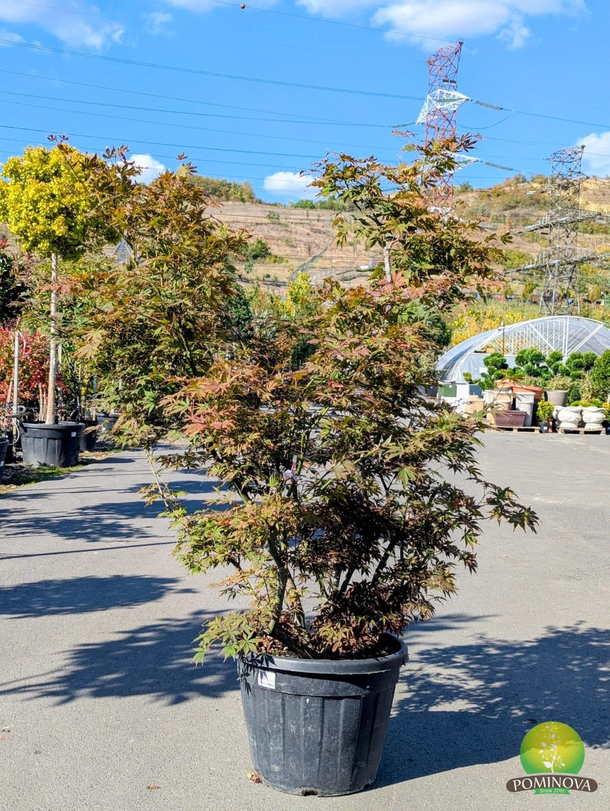 Arțar japonez 'Atropurpureum' (Acer palmatum 'Atropurpureum') - imagine 2